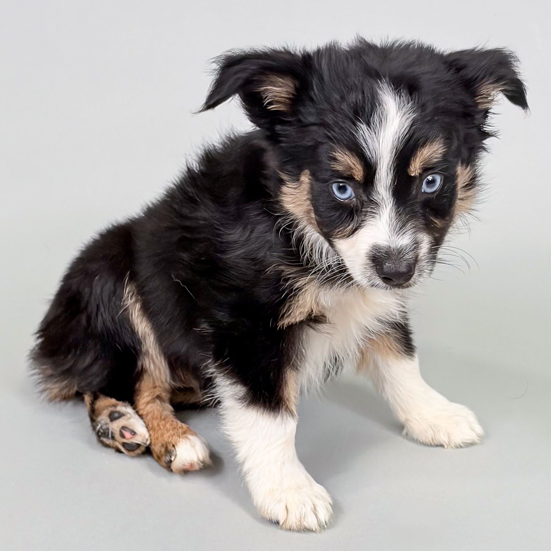 Eva the Mini Australian Shepherd puppy