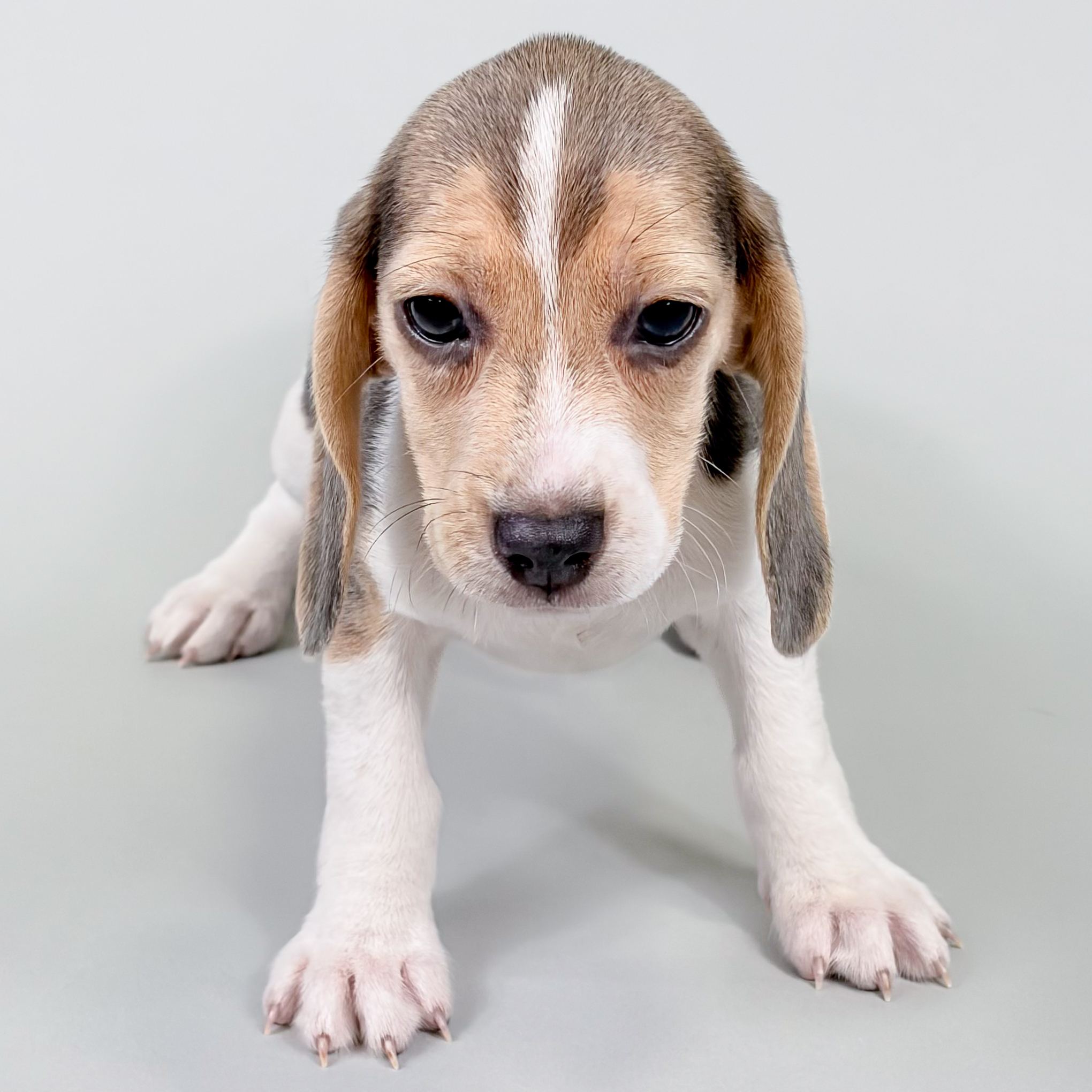 Wanda the Beagle puppy