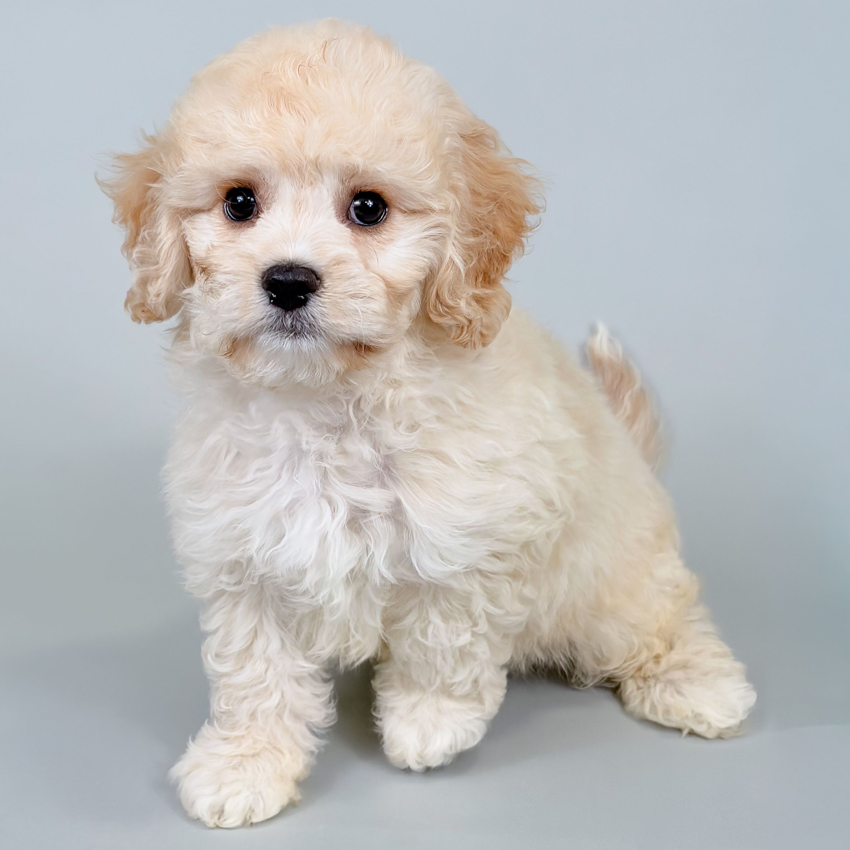 Davis the Cavachon puppy