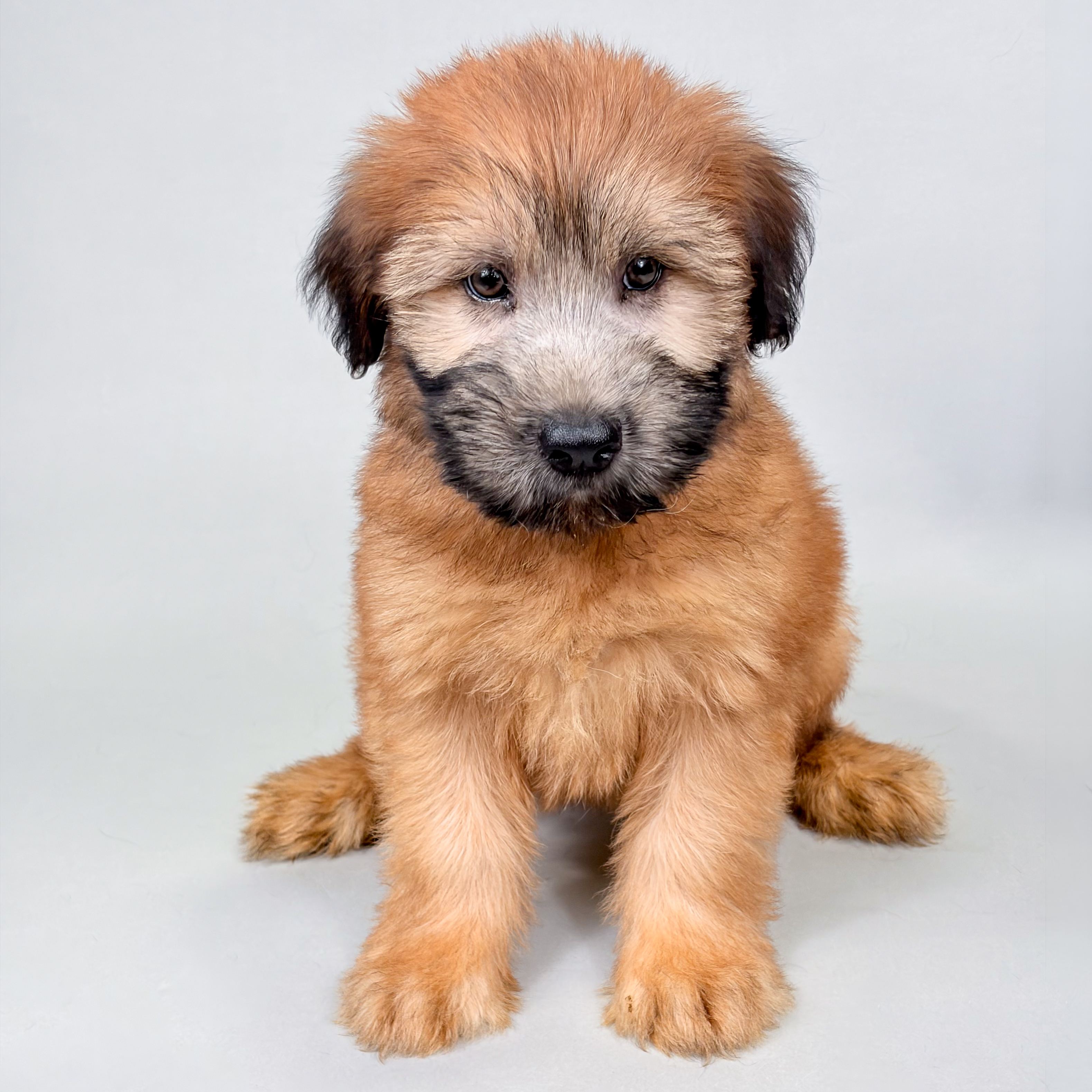 Kane the Soft Coated Wheaten Terrier puppy