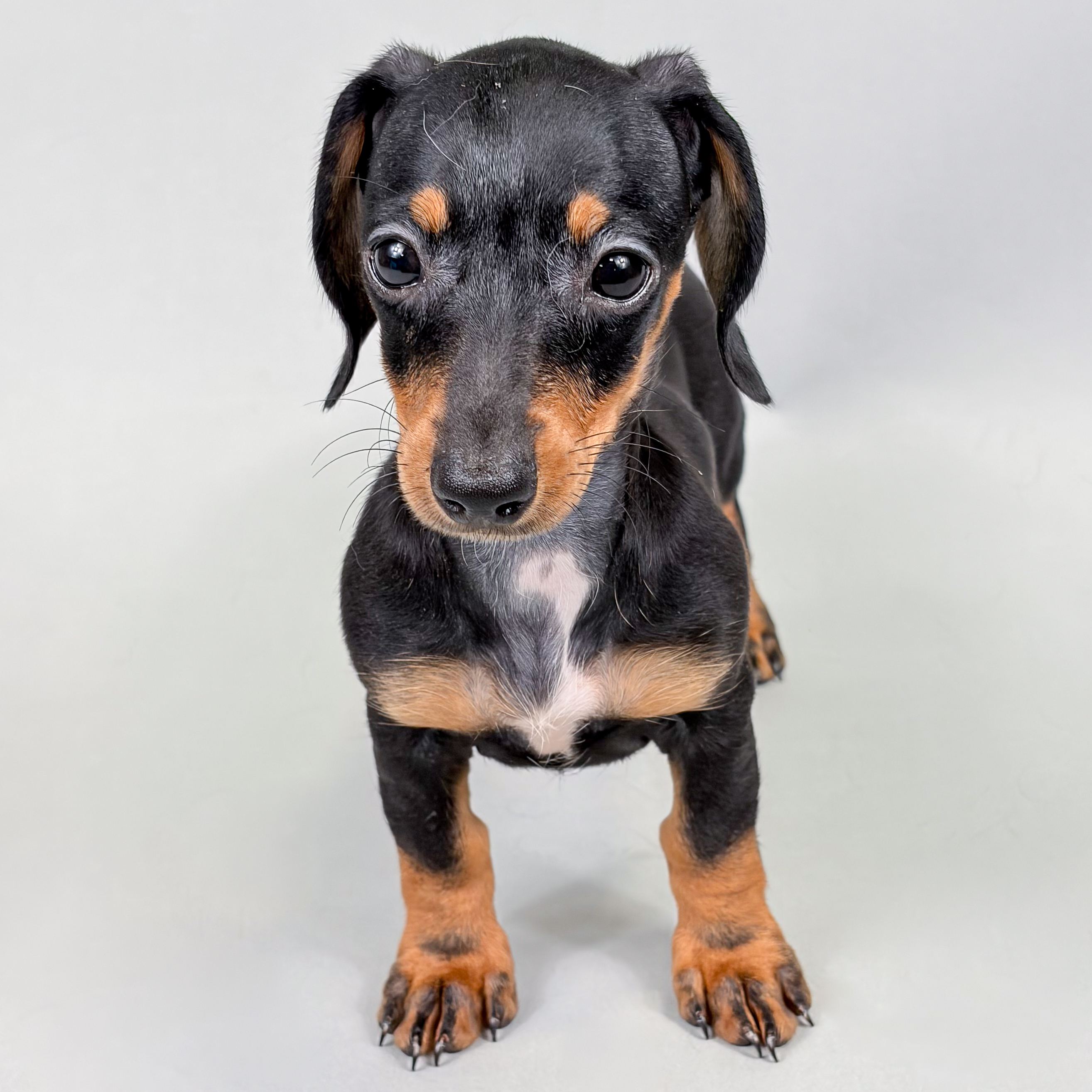 Precious the Mini Dachshund puppy