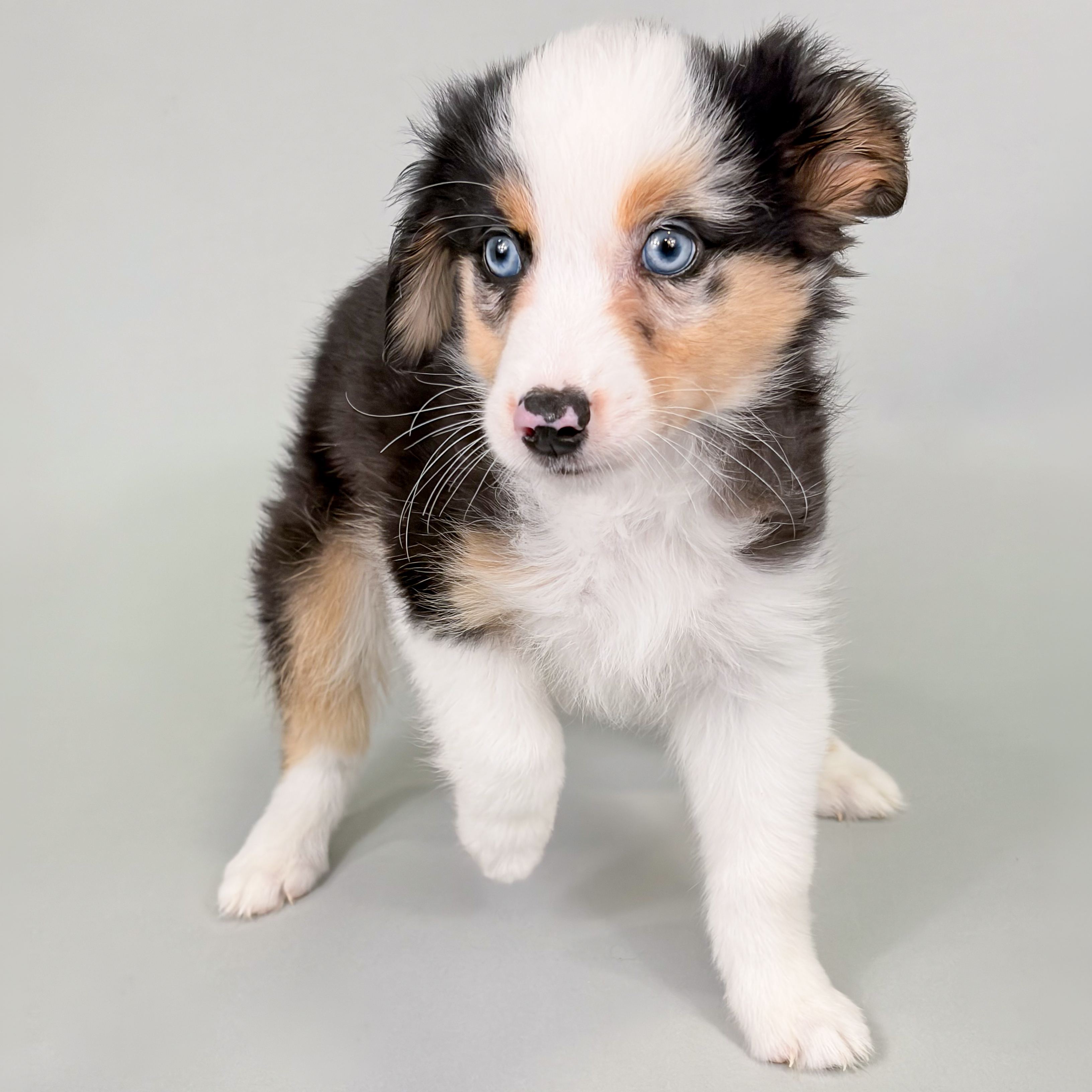 Gemma the Mini Australian Shepherd puppy