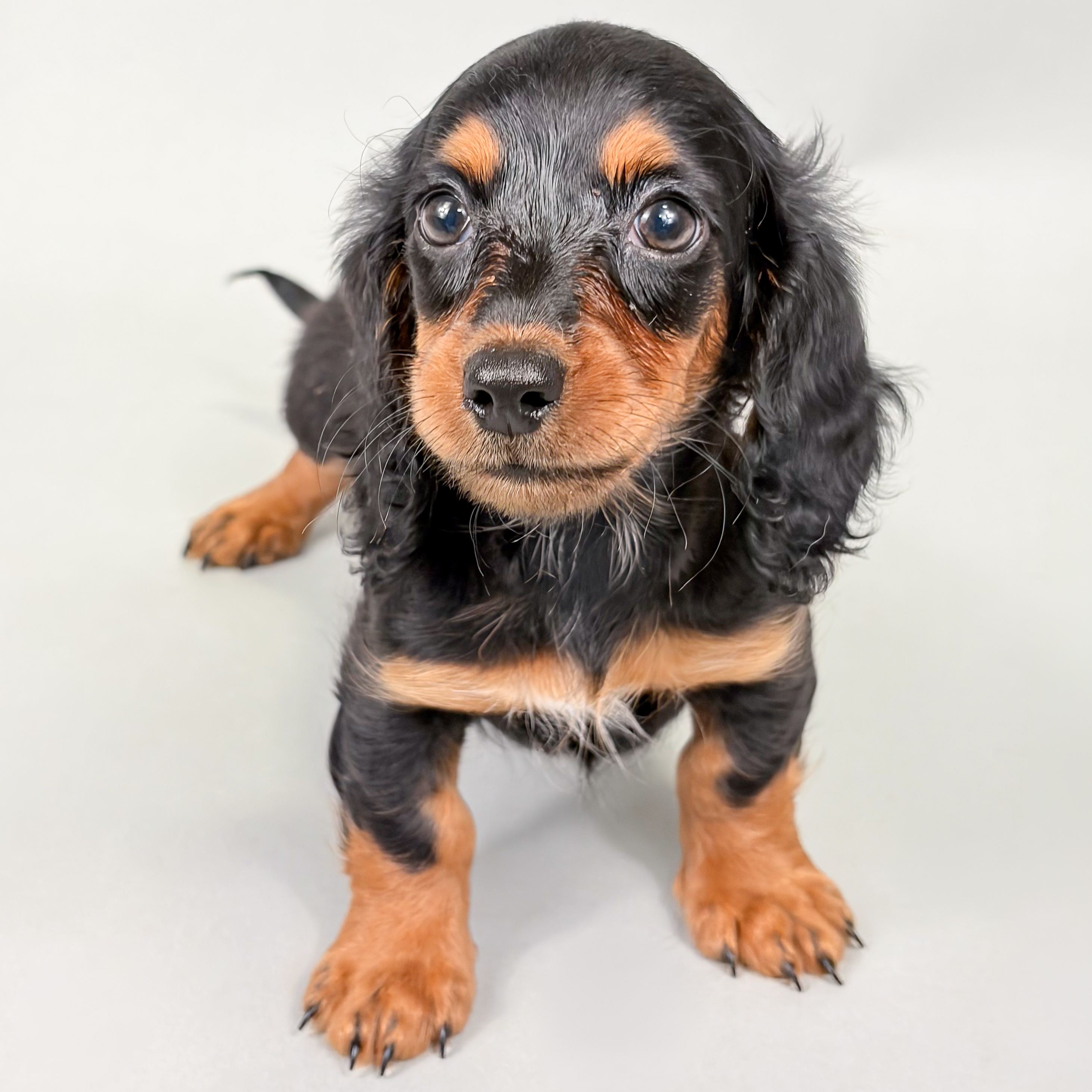 Rascal the Mini Dachshund puppy