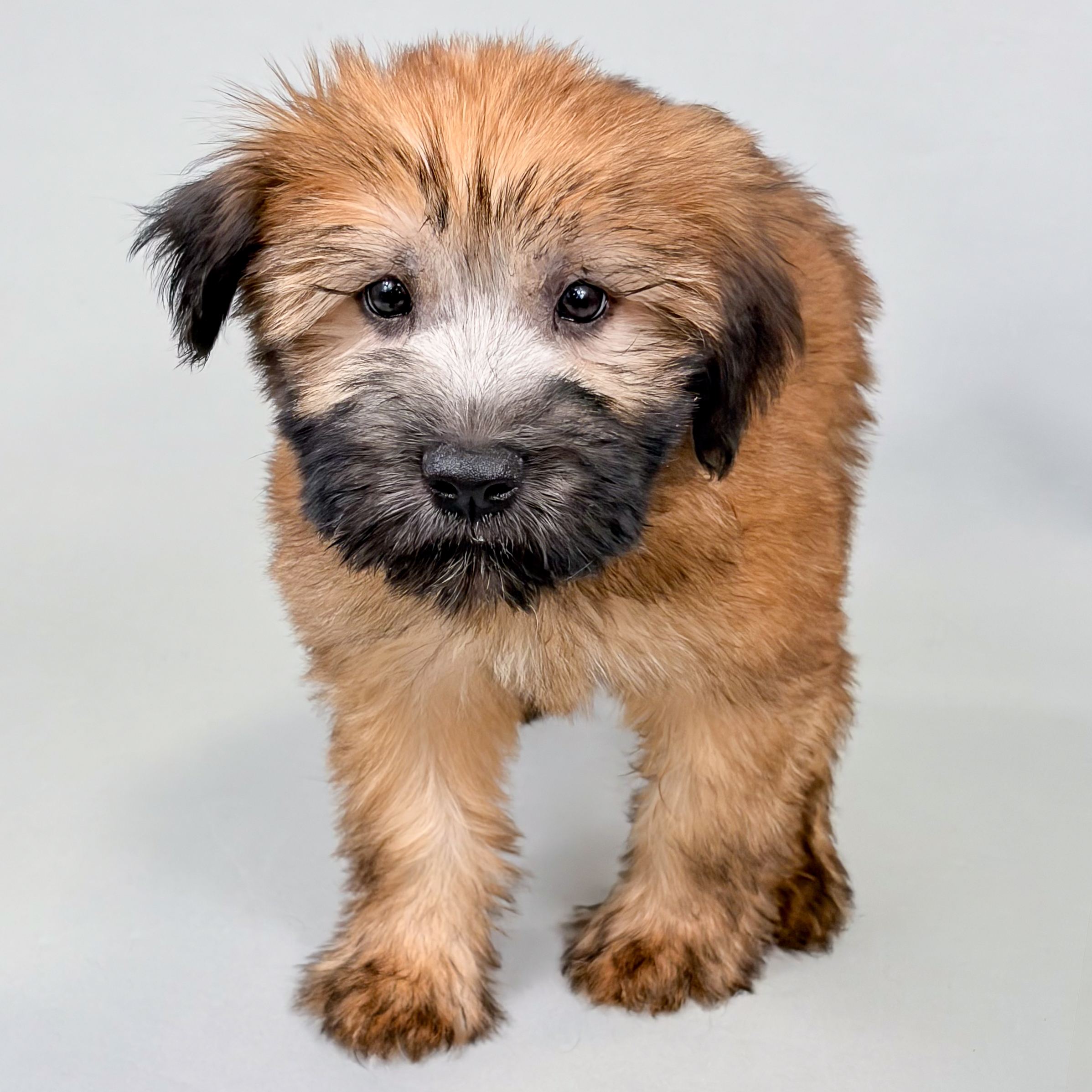 Vince the Soft Coated Wheaten Terrier puppy
