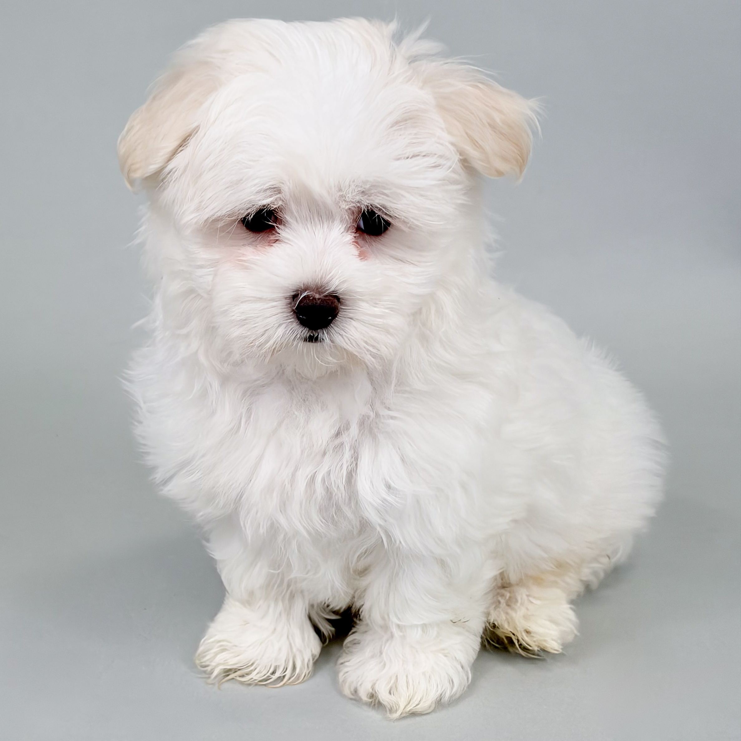 Ryder the Maltese puppy