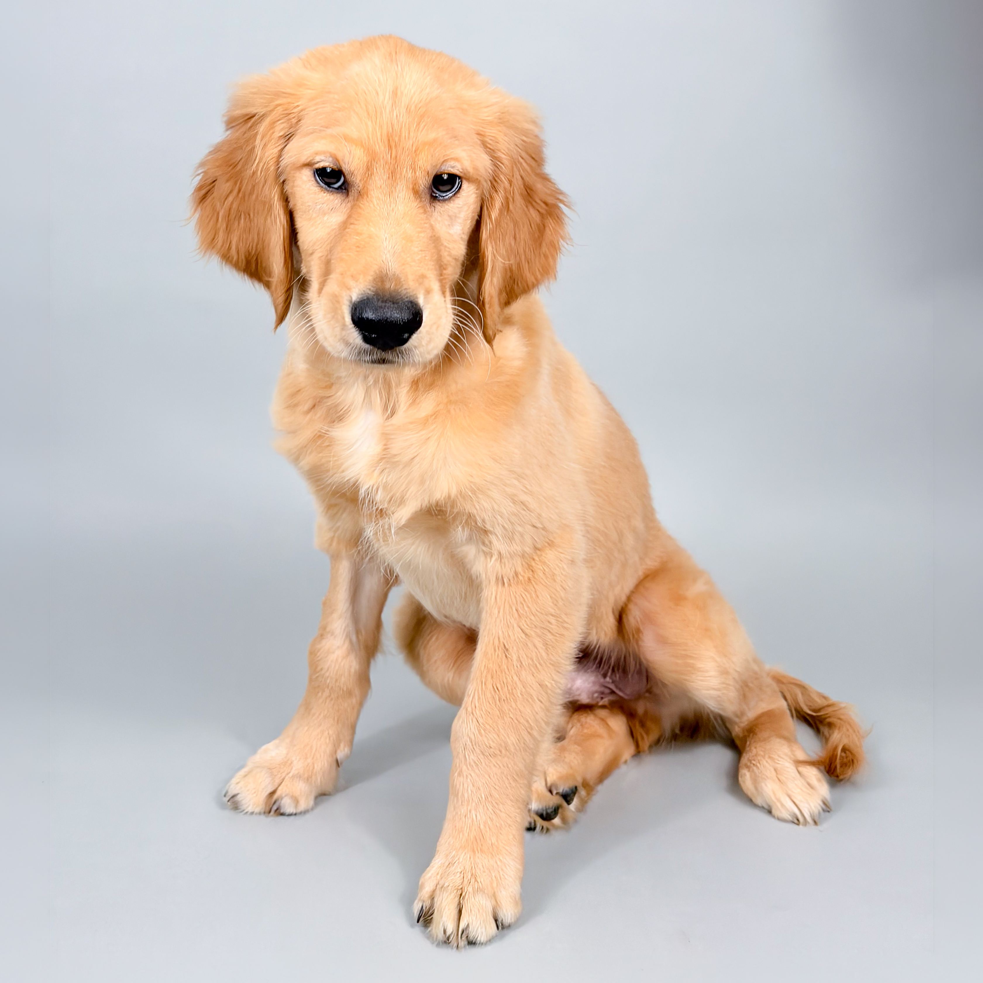Nelson puppy