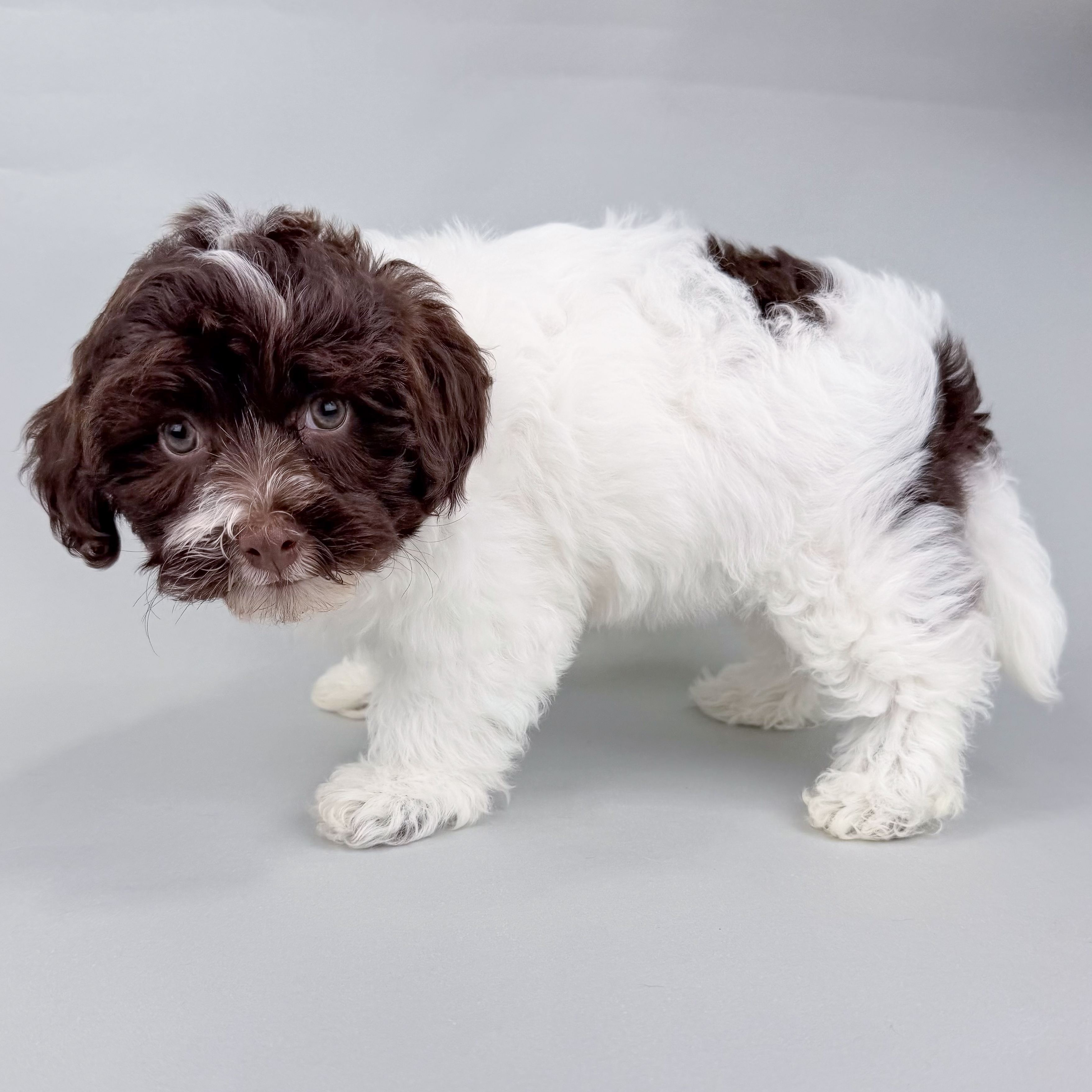 River the Havapoo puppy
