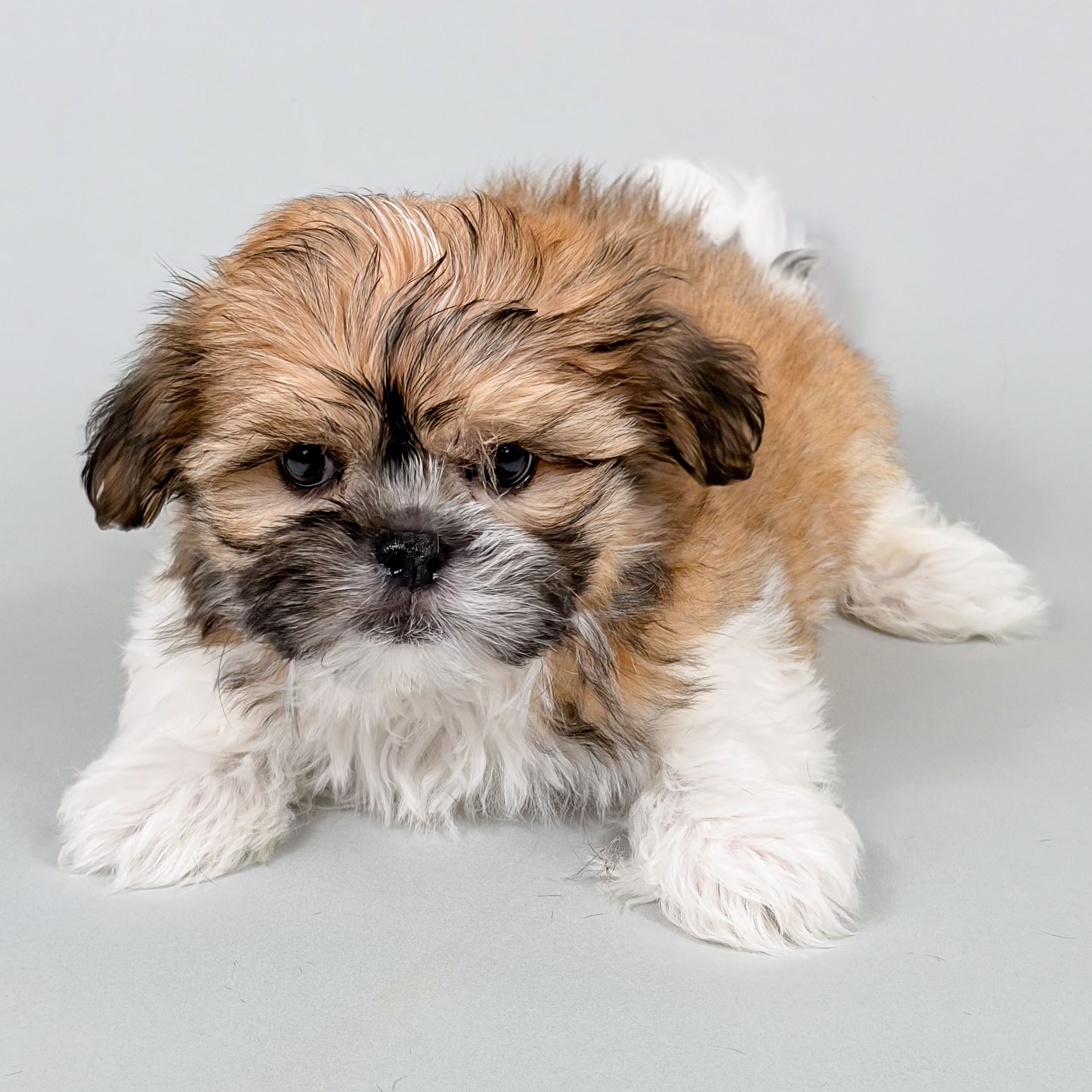 Bubba the Shihpoo puppy