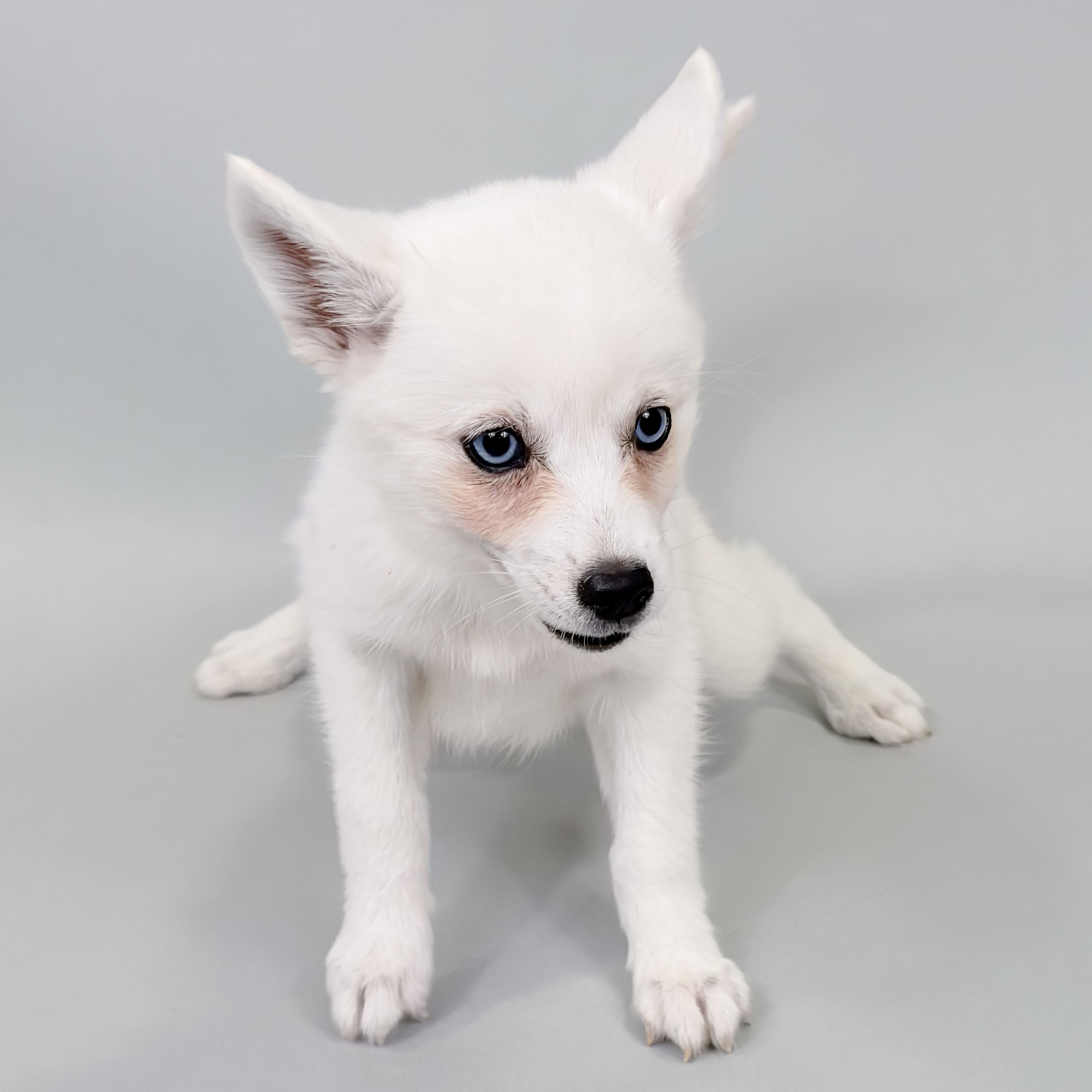 Ireland the Alaskan Klee Kai puppy