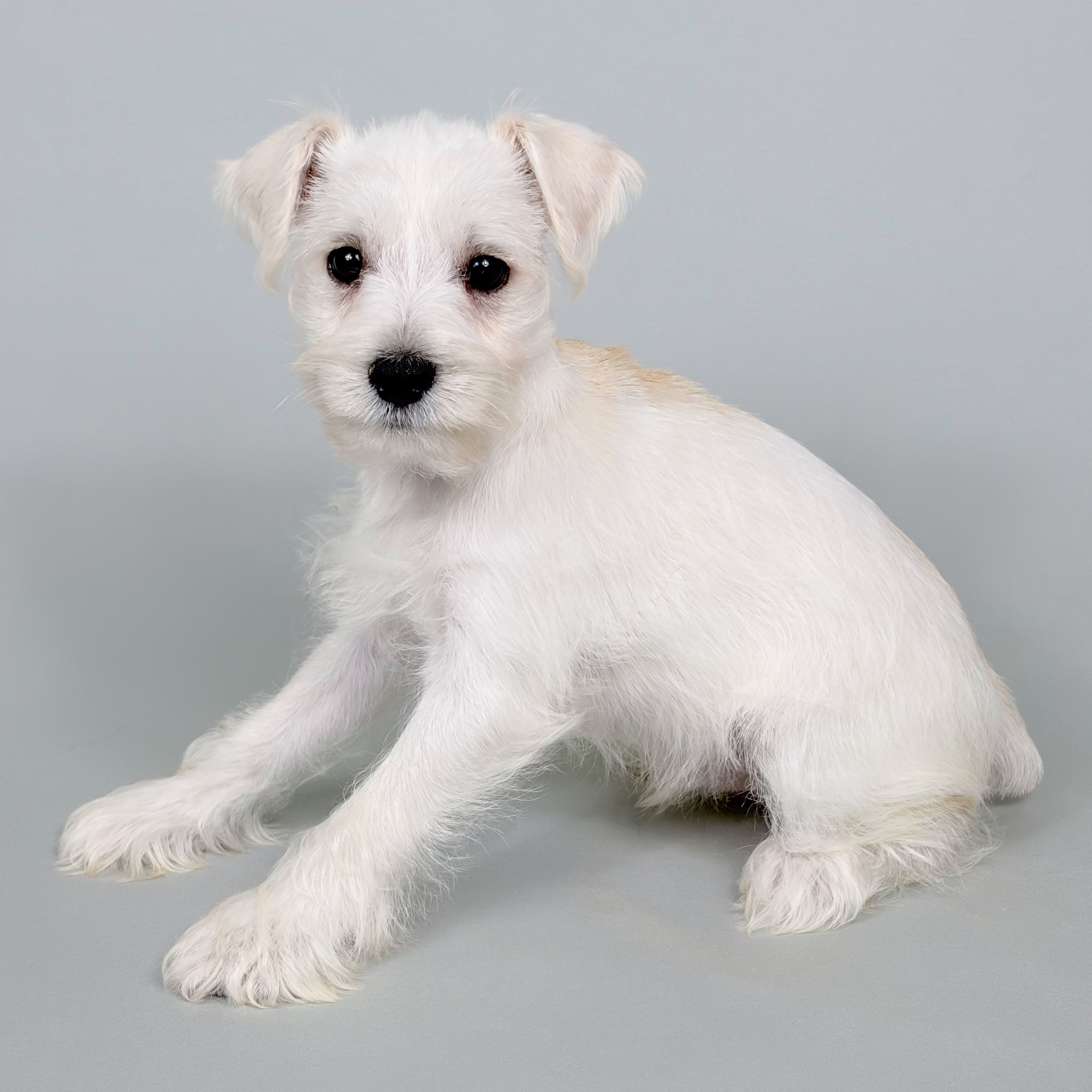 Yoshi the Mini Schnauzer puppy
