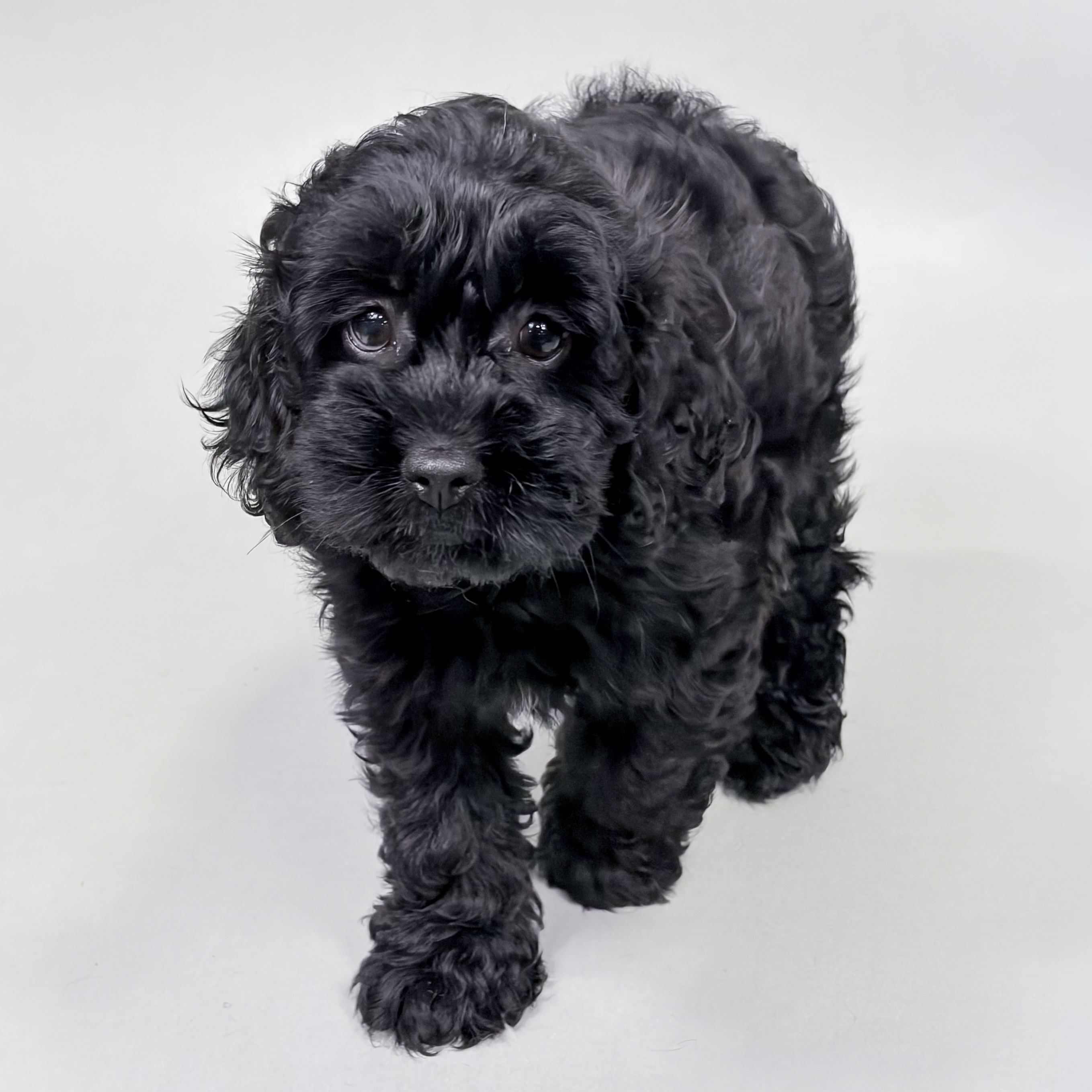Tootsie the Cockapoo puppy