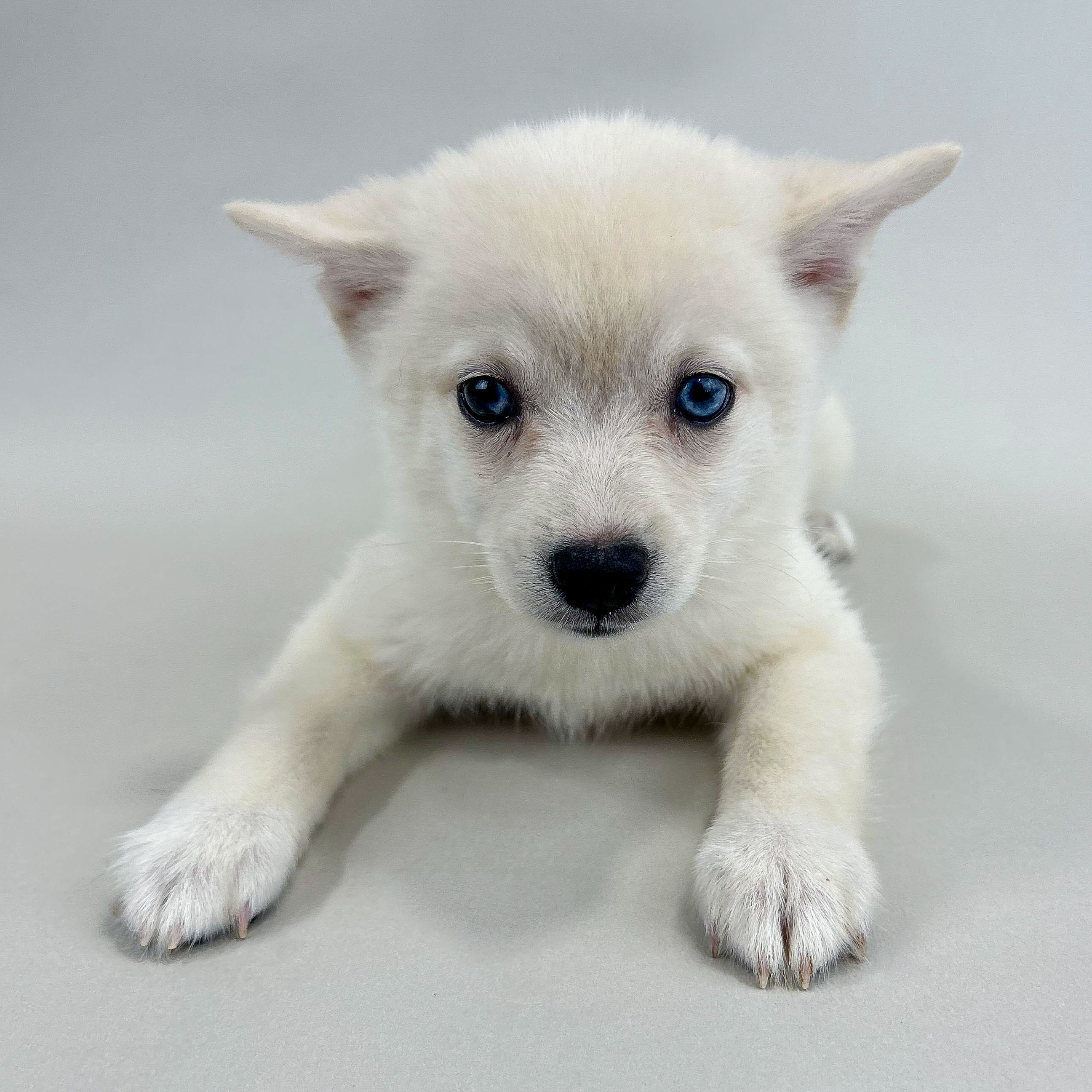 Foxy the Pomklee puppy