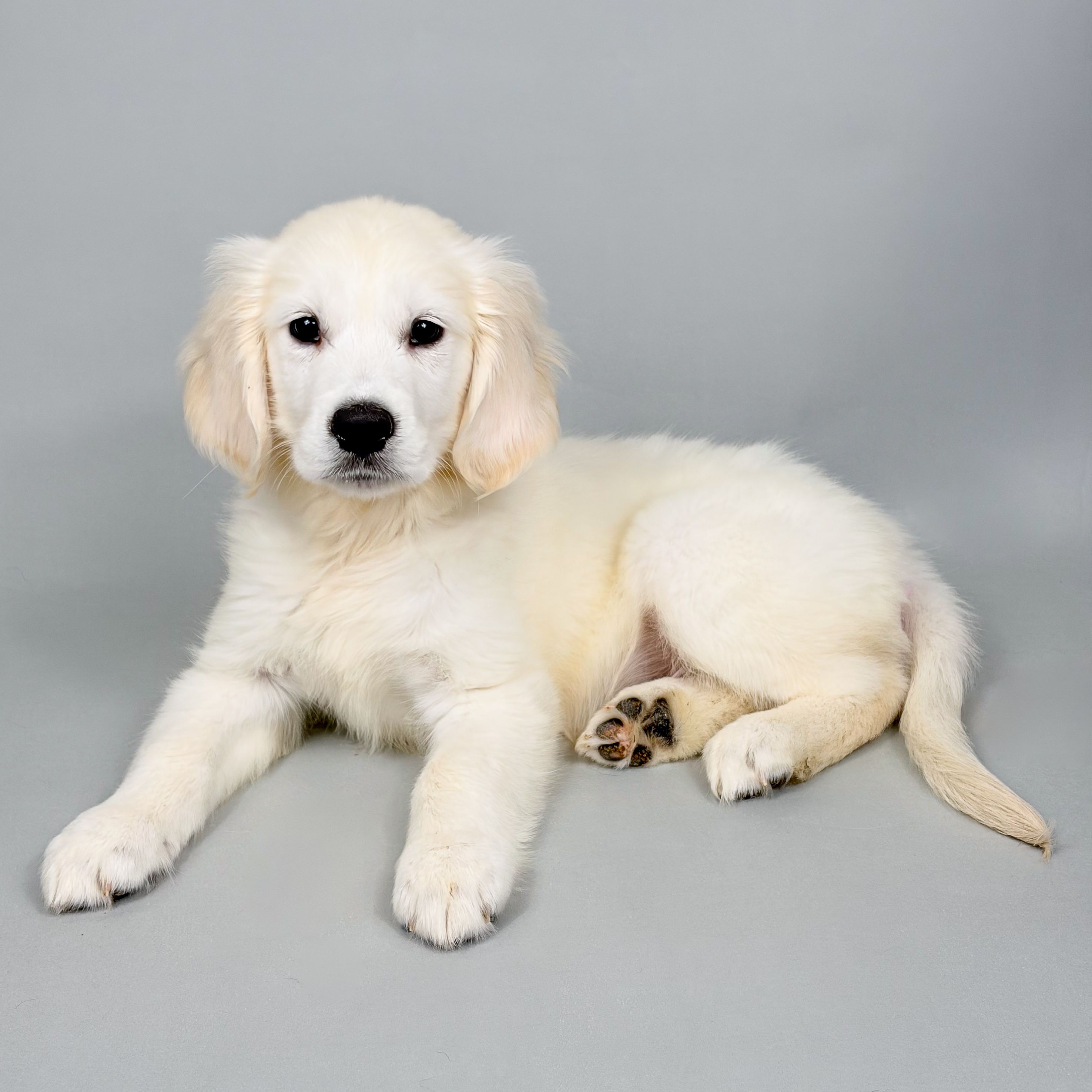 Grady puppy