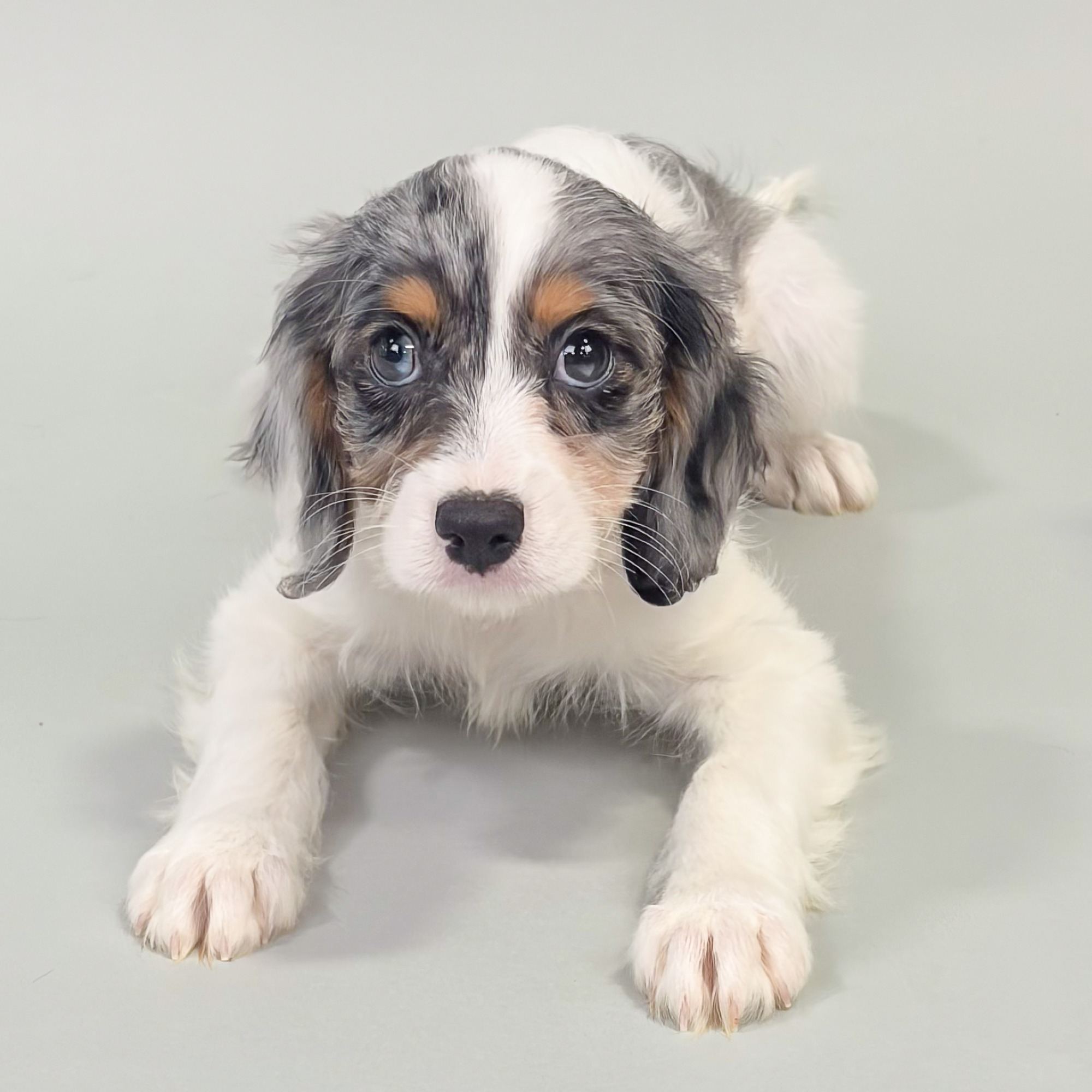 Sawyer the Cavapoo puppy