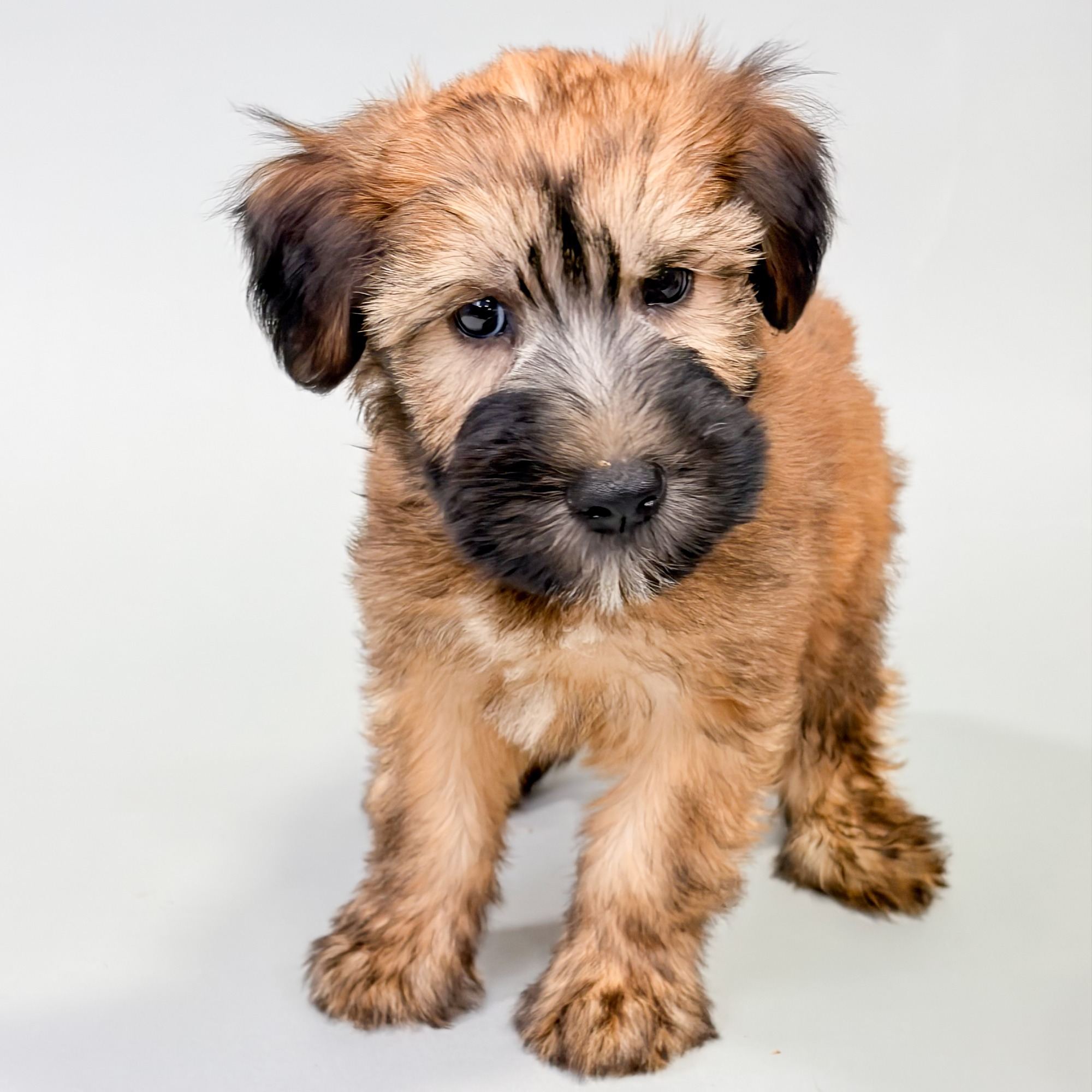 Ashley the Soft Coated Wheaten Terrier puppy