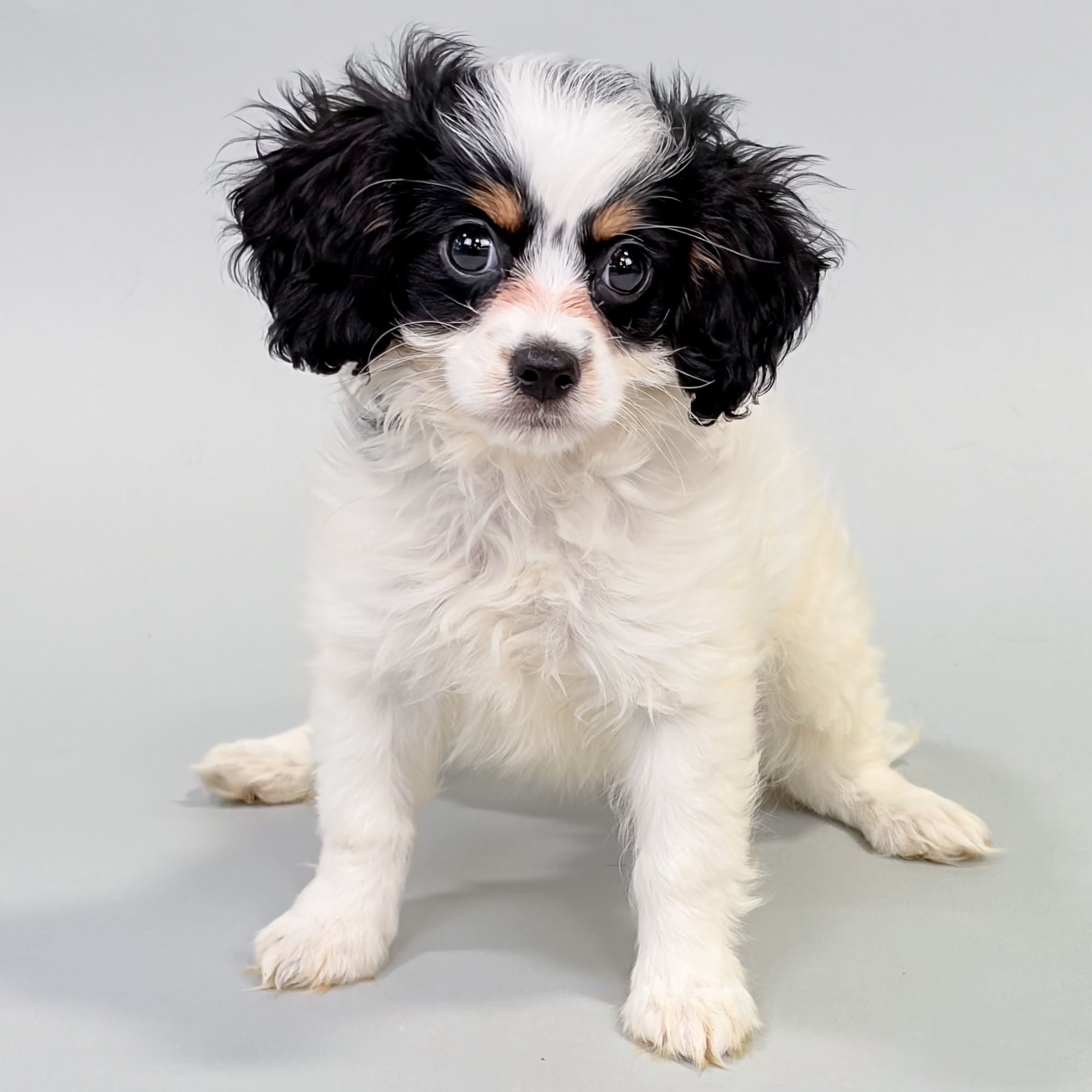 Nola the Cavapoo puppy