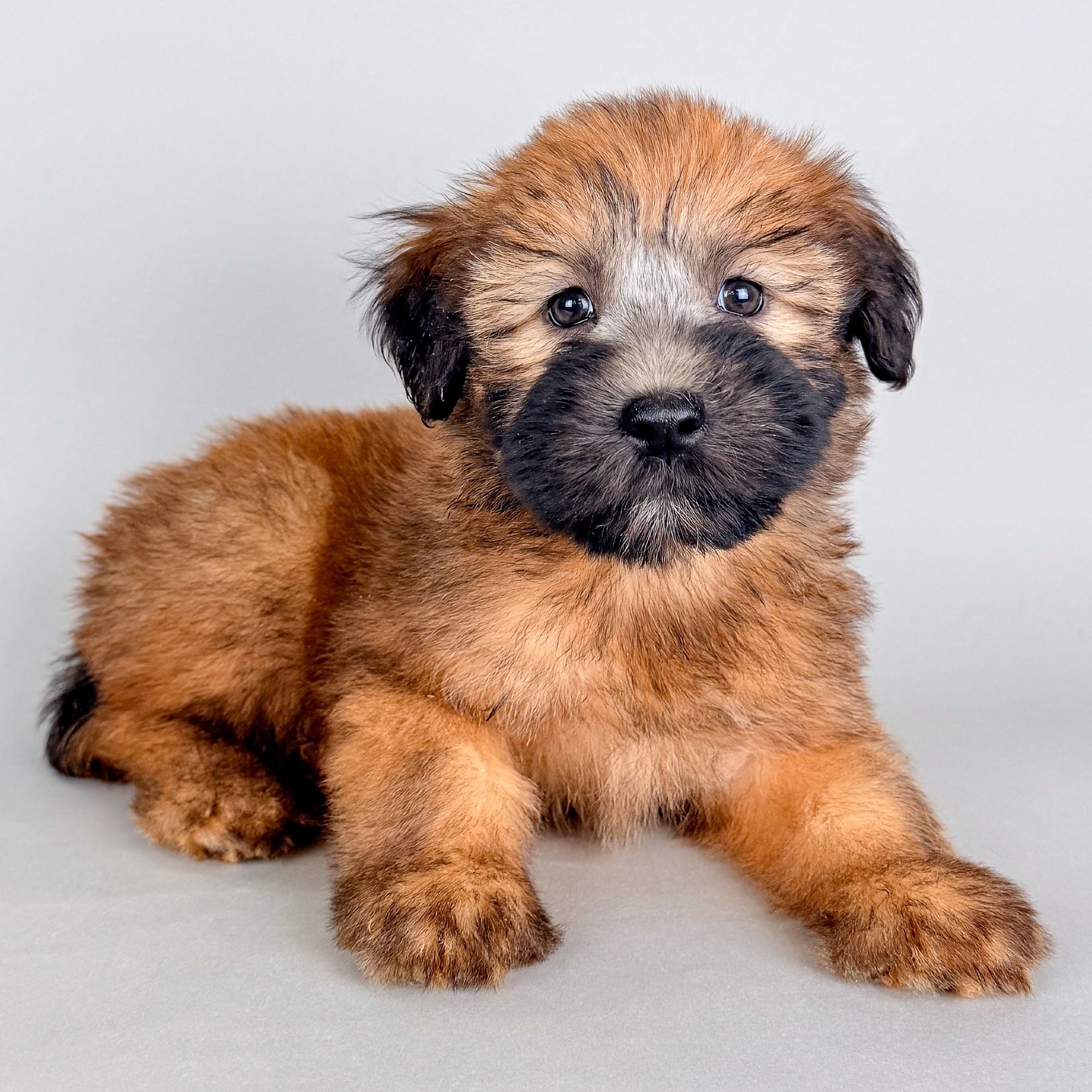 Willa the Soft Coated Wheaten Terrier puppy