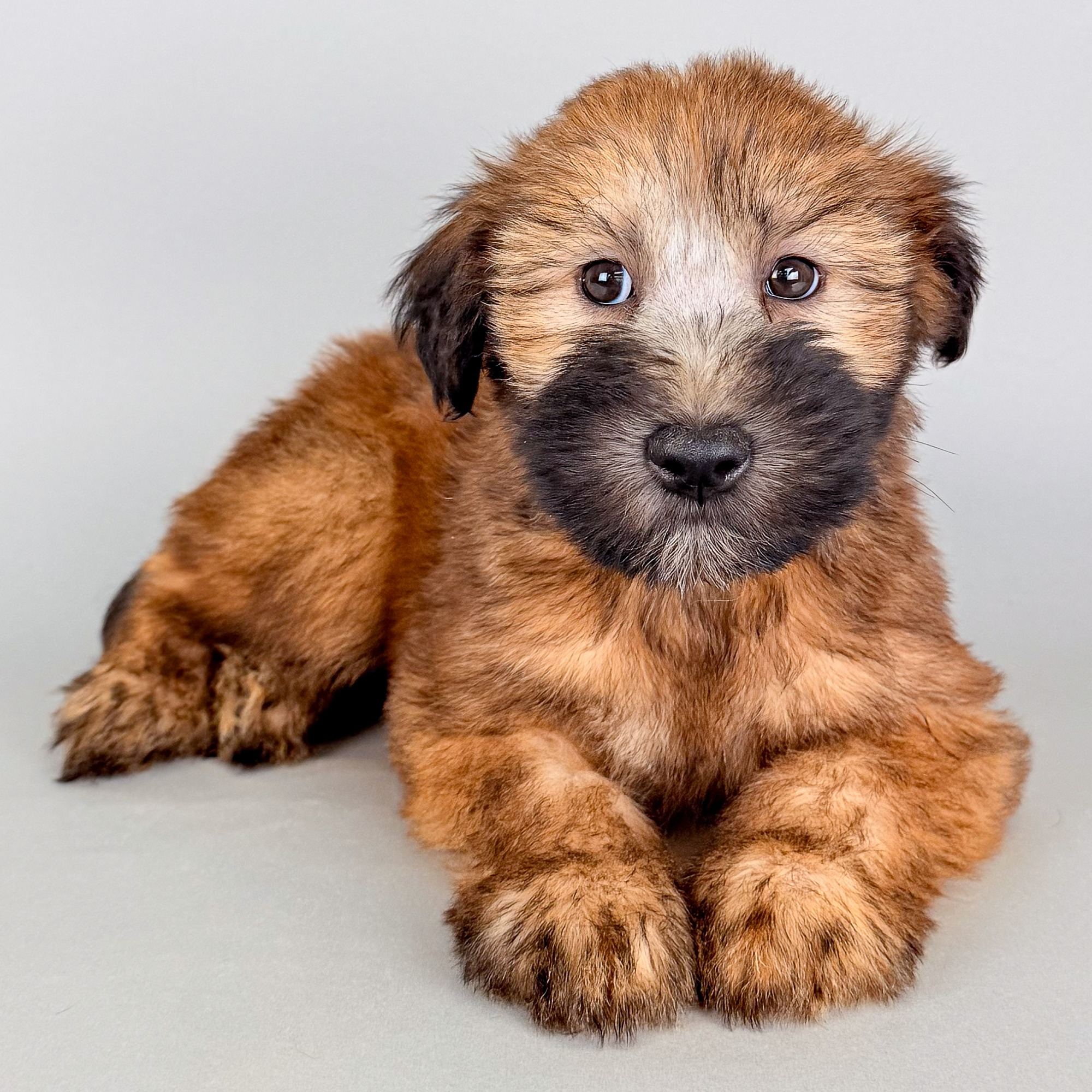 Diva the Soft Coated Wheaten Terrier puppy