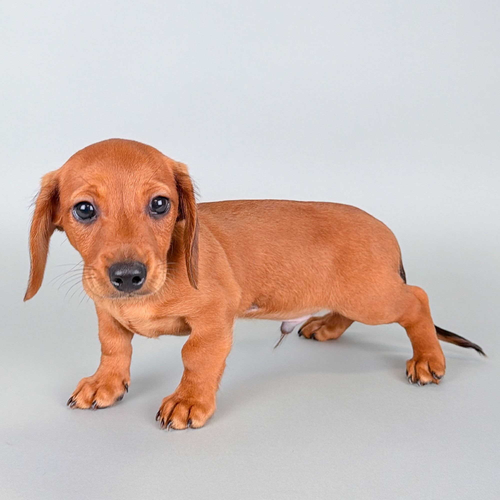 Bailey puppy