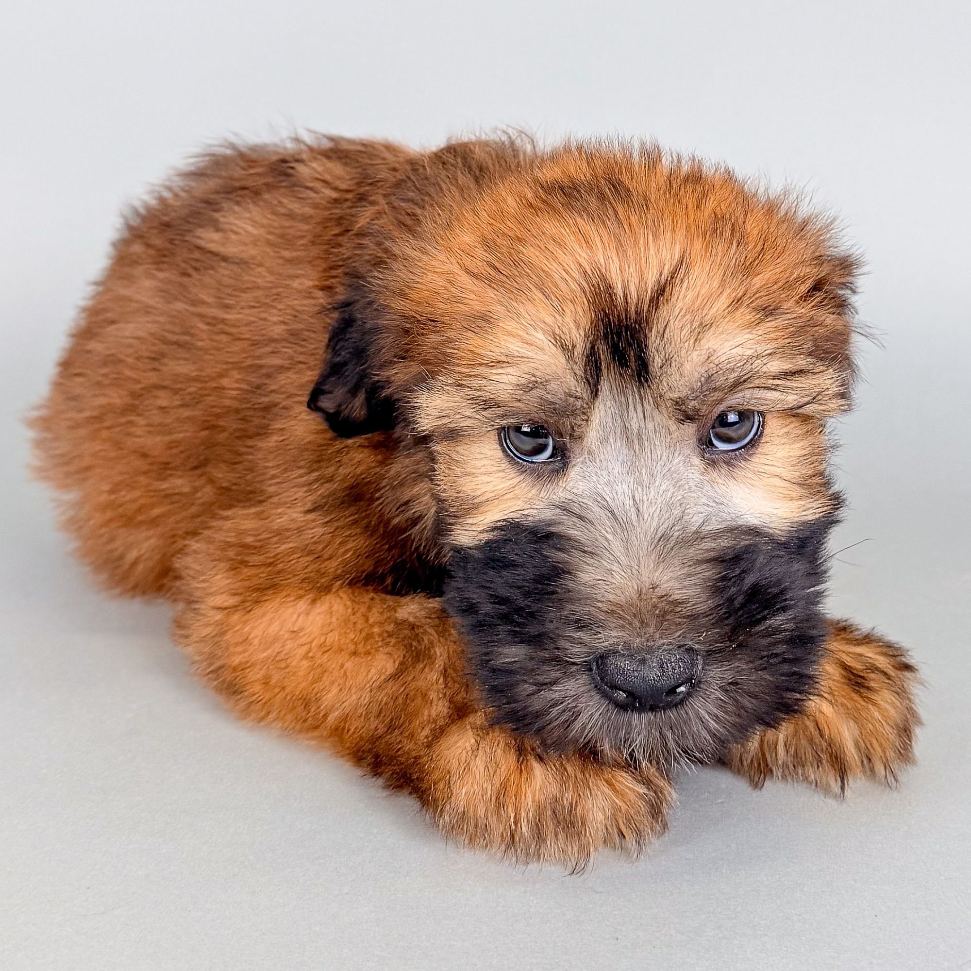 Noah the Soft Coated Wheaten Terrier puppy