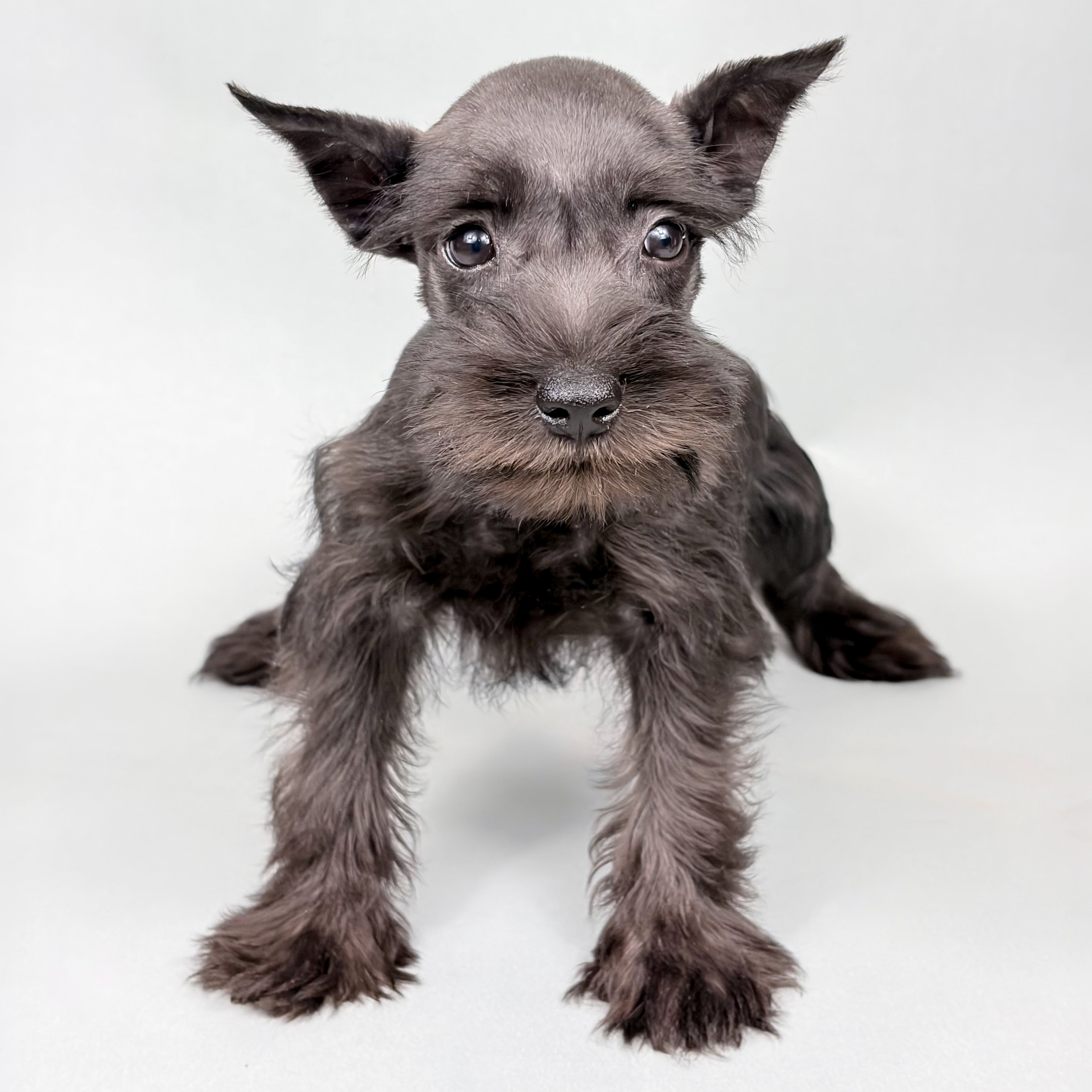 Owen the Mini Schnauzer puppy