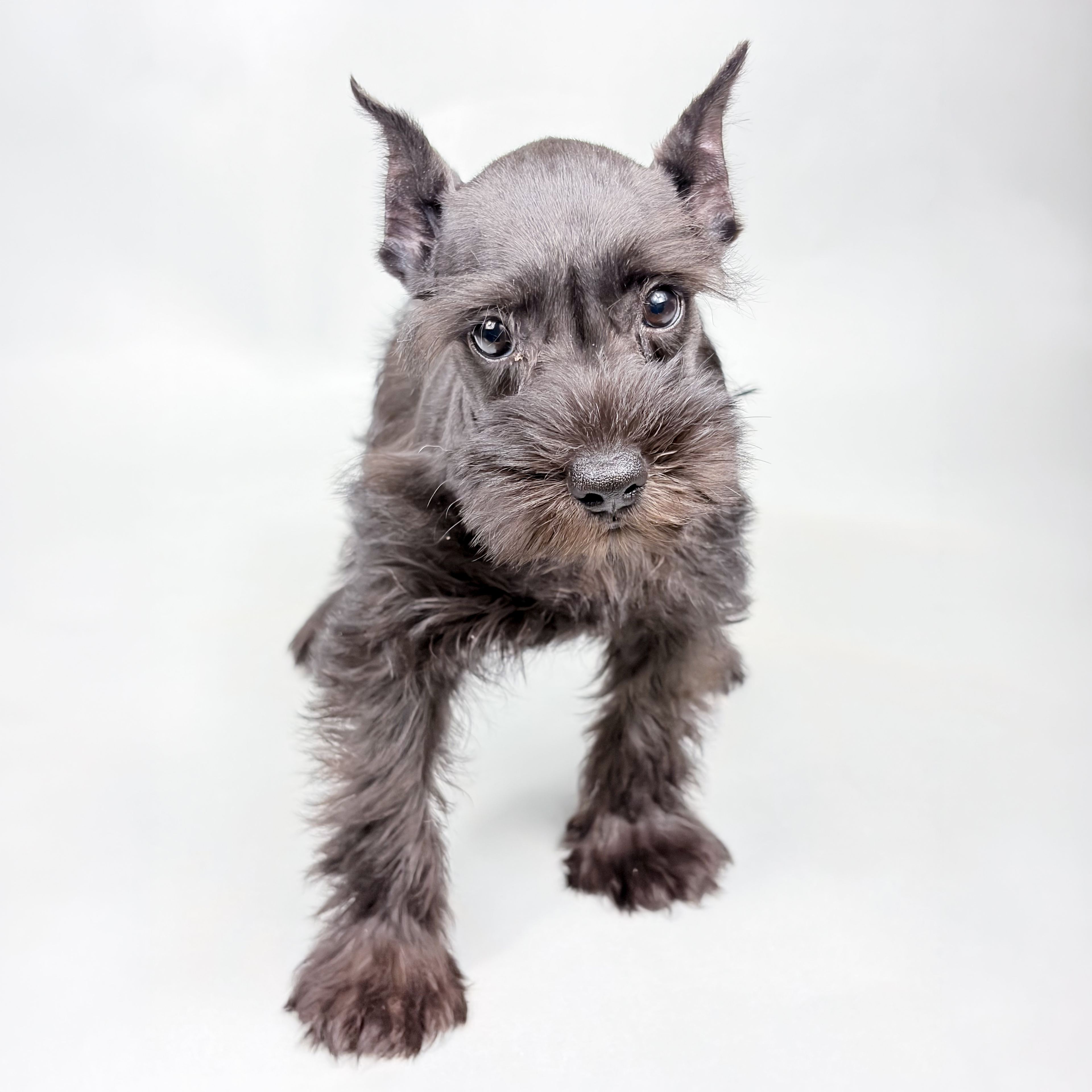 Aida the Mini Schnauzer puppy