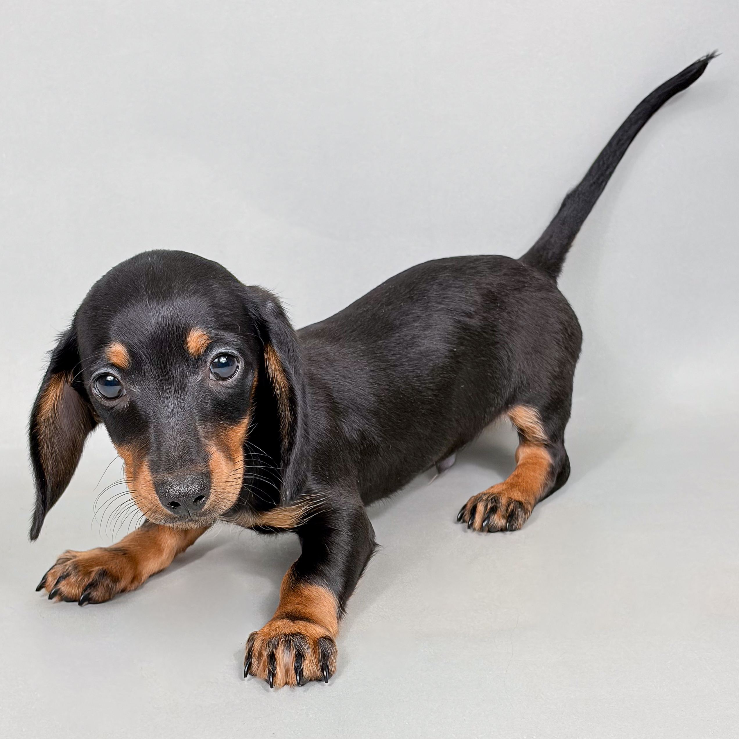 Astro the Mini Dachshund puppy