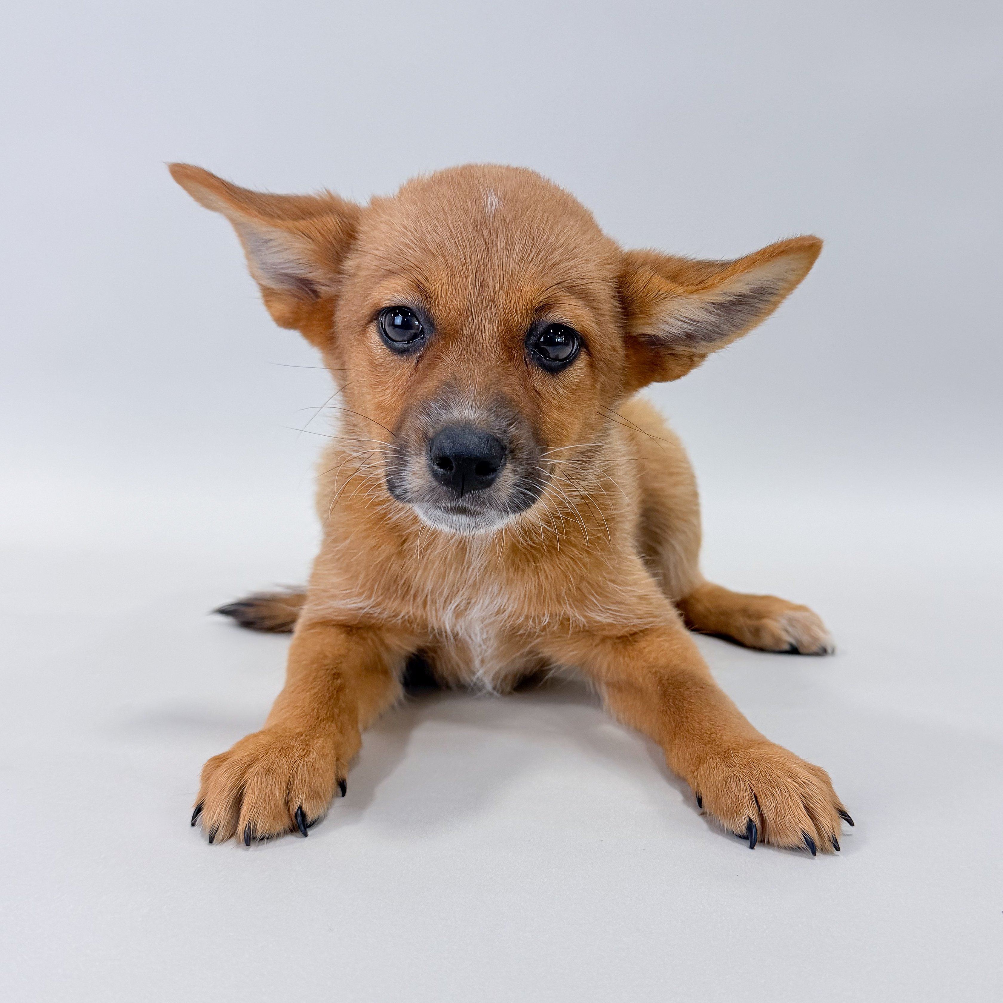 Jill the Shiba Heeler puppy