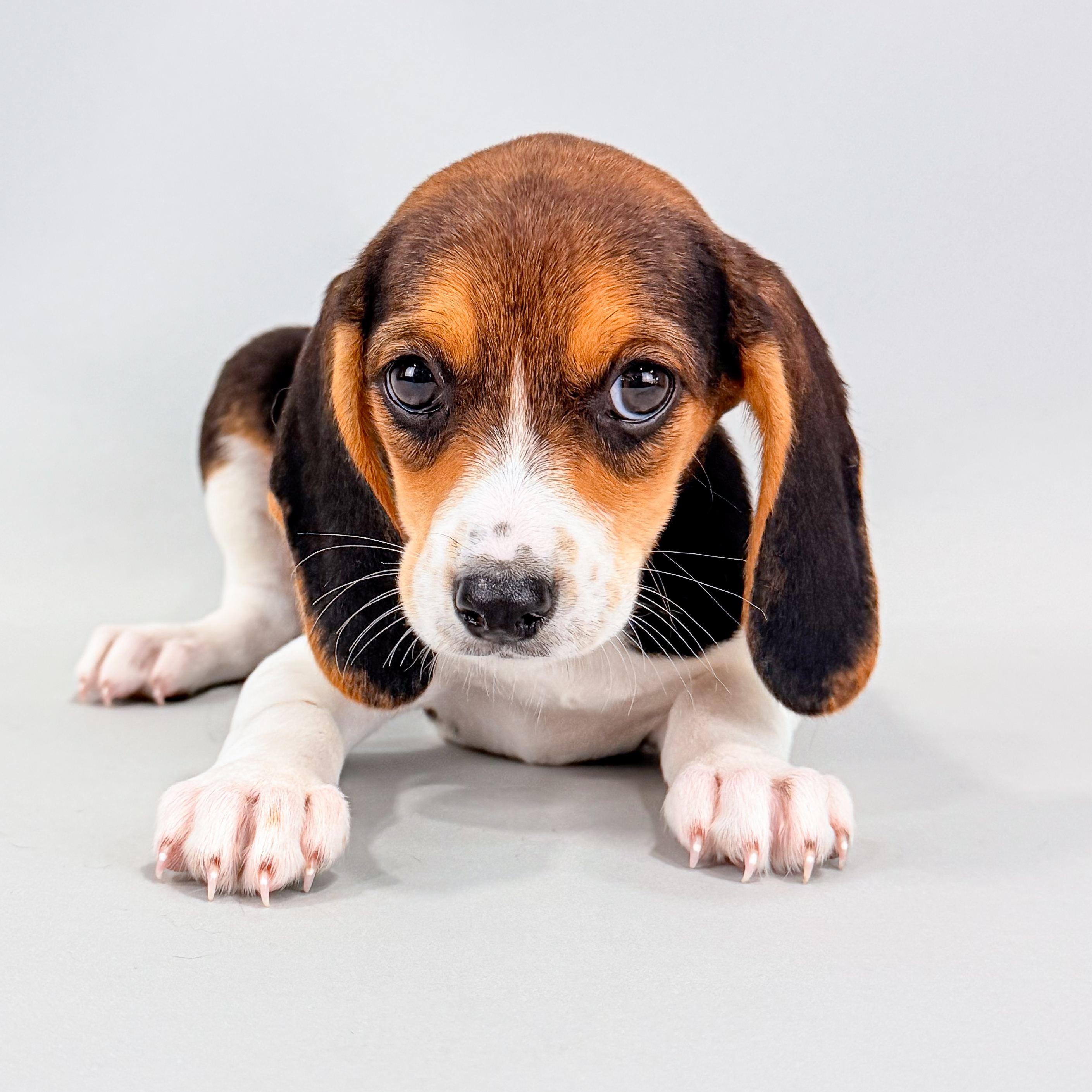 Sam the Beagle puppy