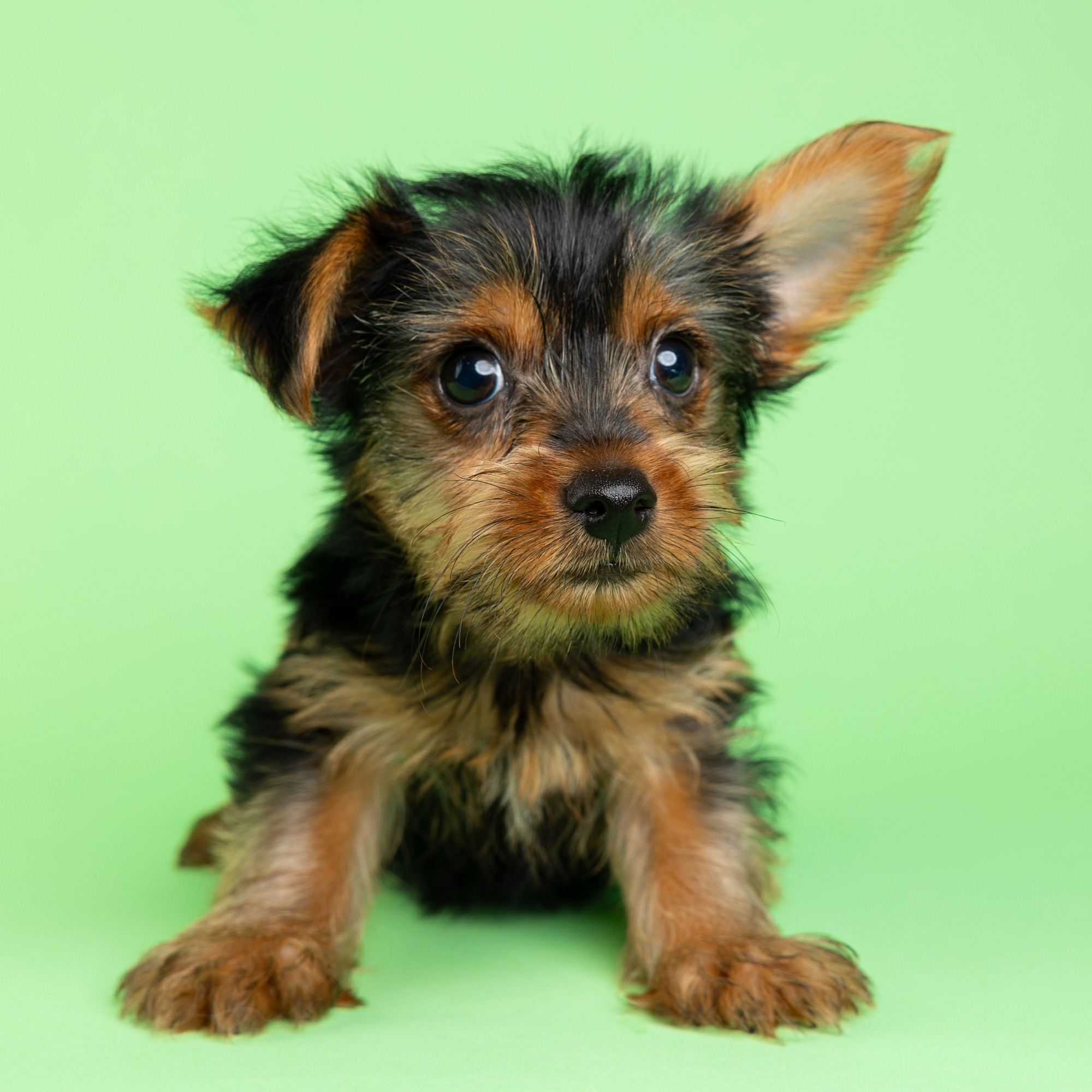 Baron the Yorkshire Terrier puppy