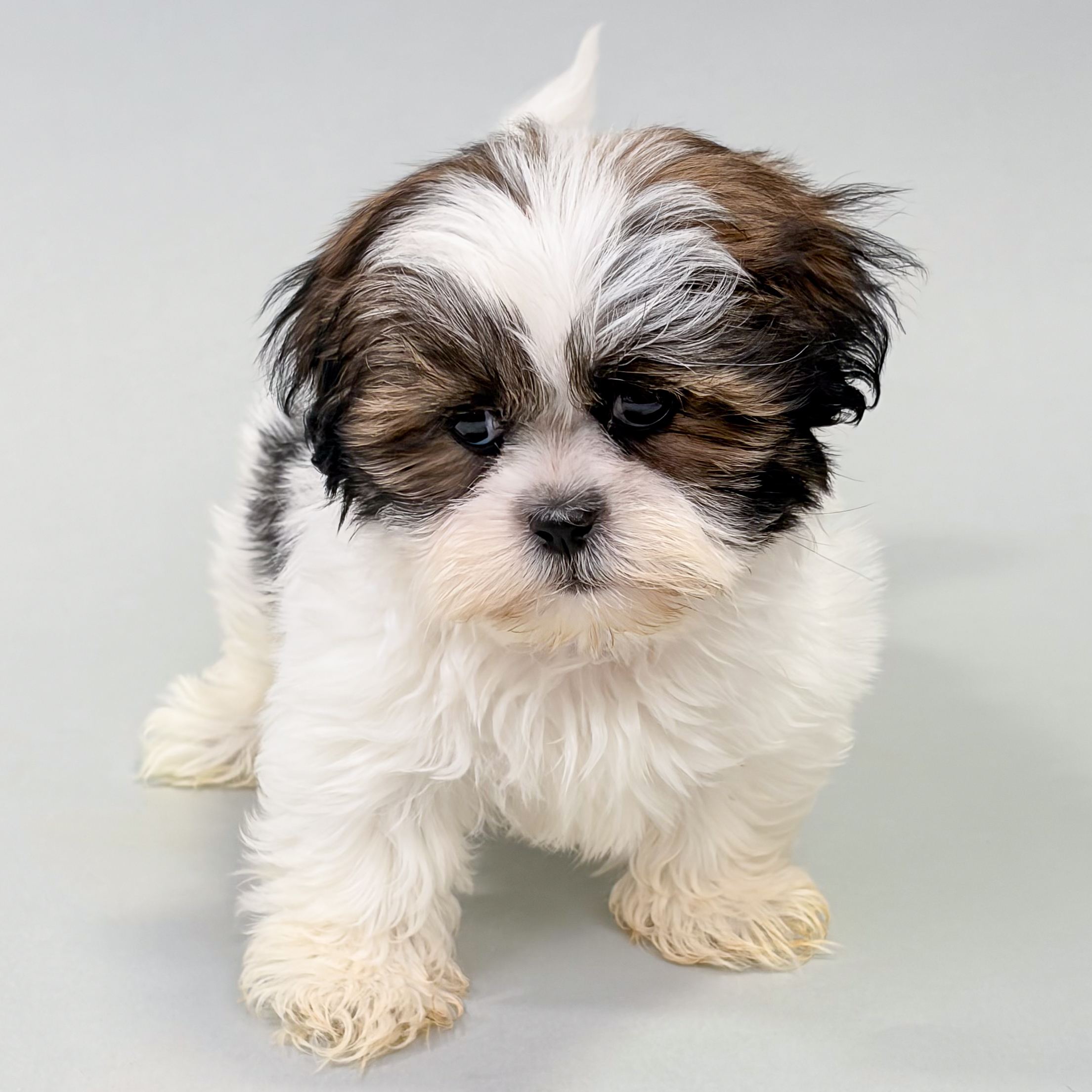 Daisy the Shih Tzu puppy
