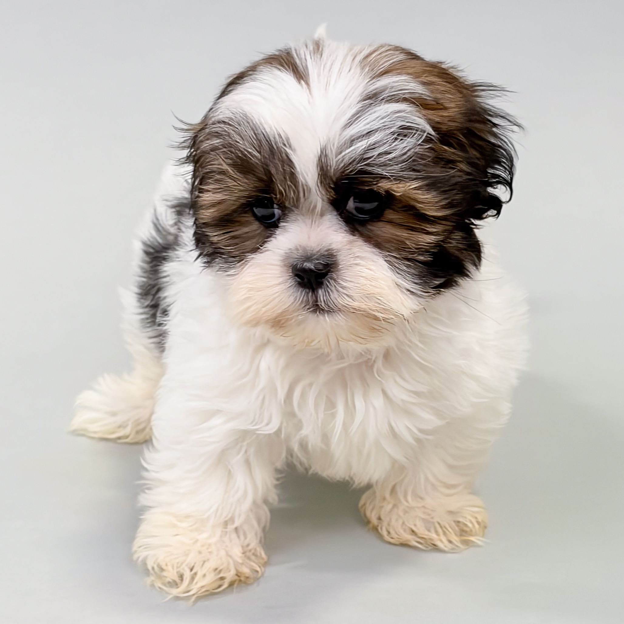 Daisy thumbnail 2