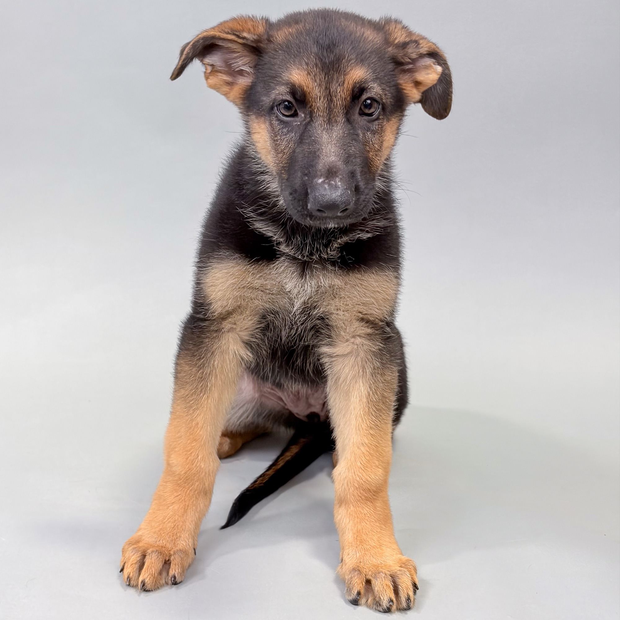 Addison puppy