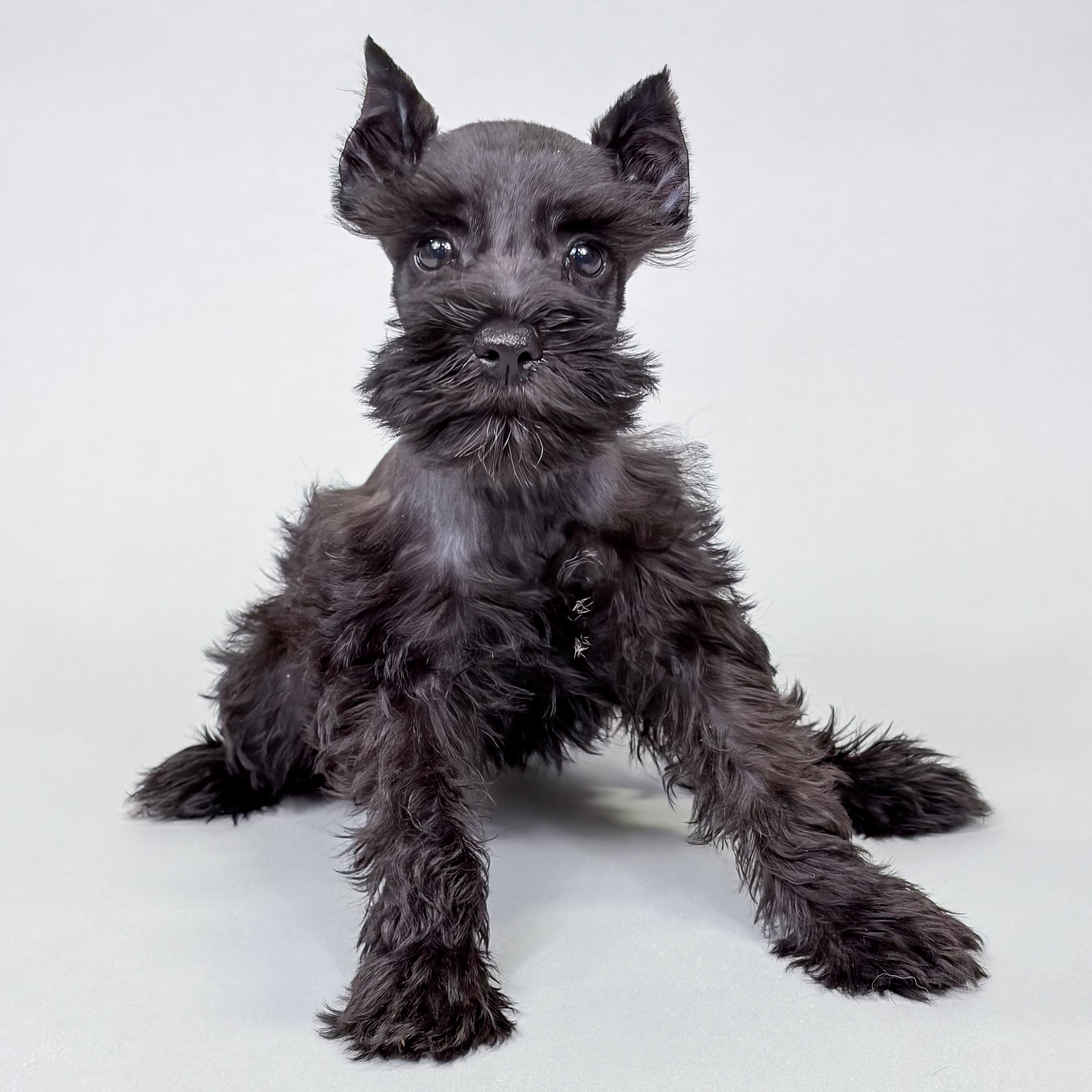 Tilly the Mini Schnauzer puppy
