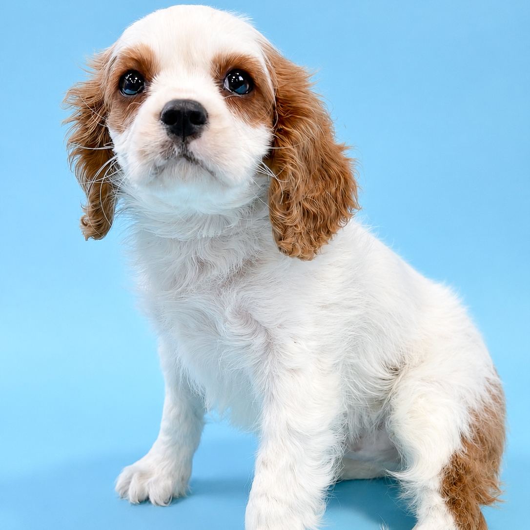 Broderick puppy