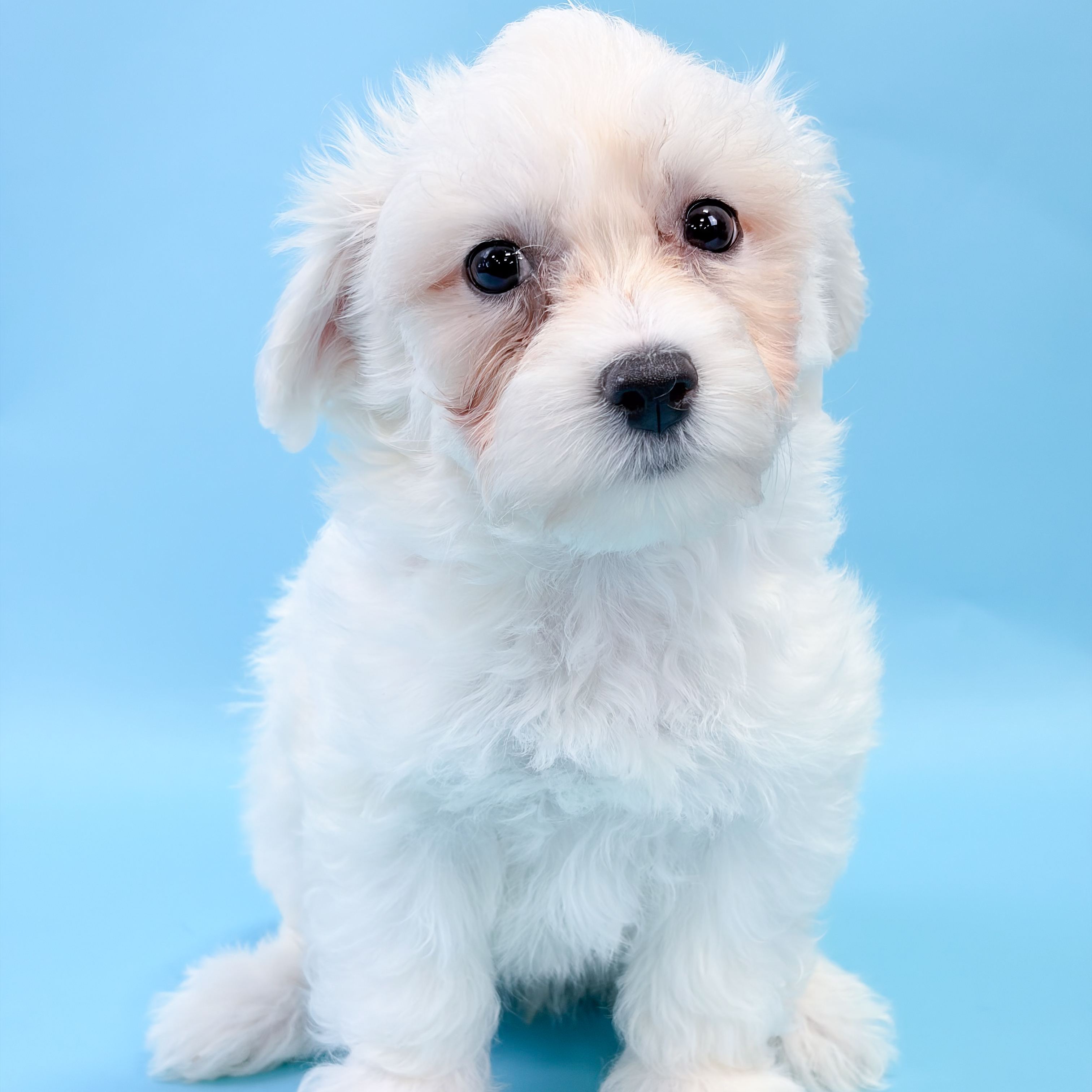 Dolce the Maltichon puppy
