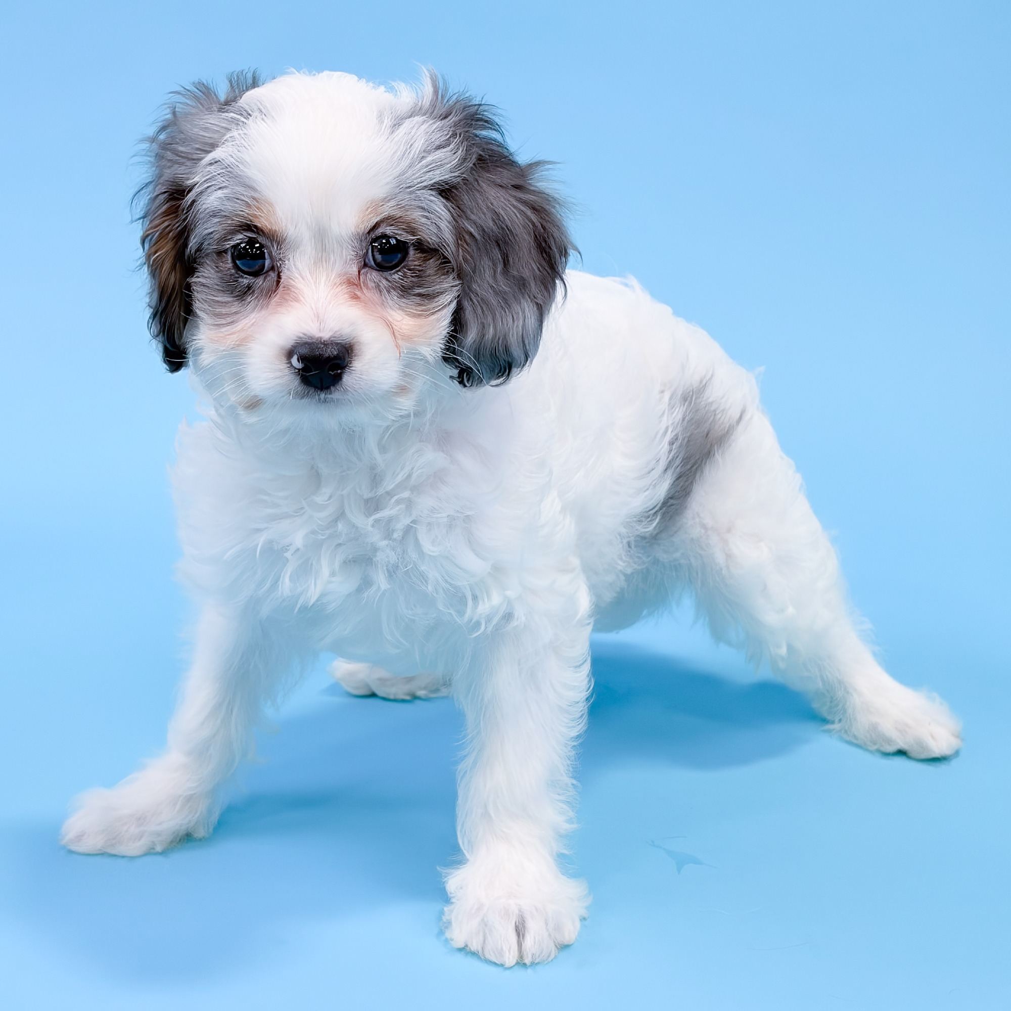 Theo the Cavapoo puppy