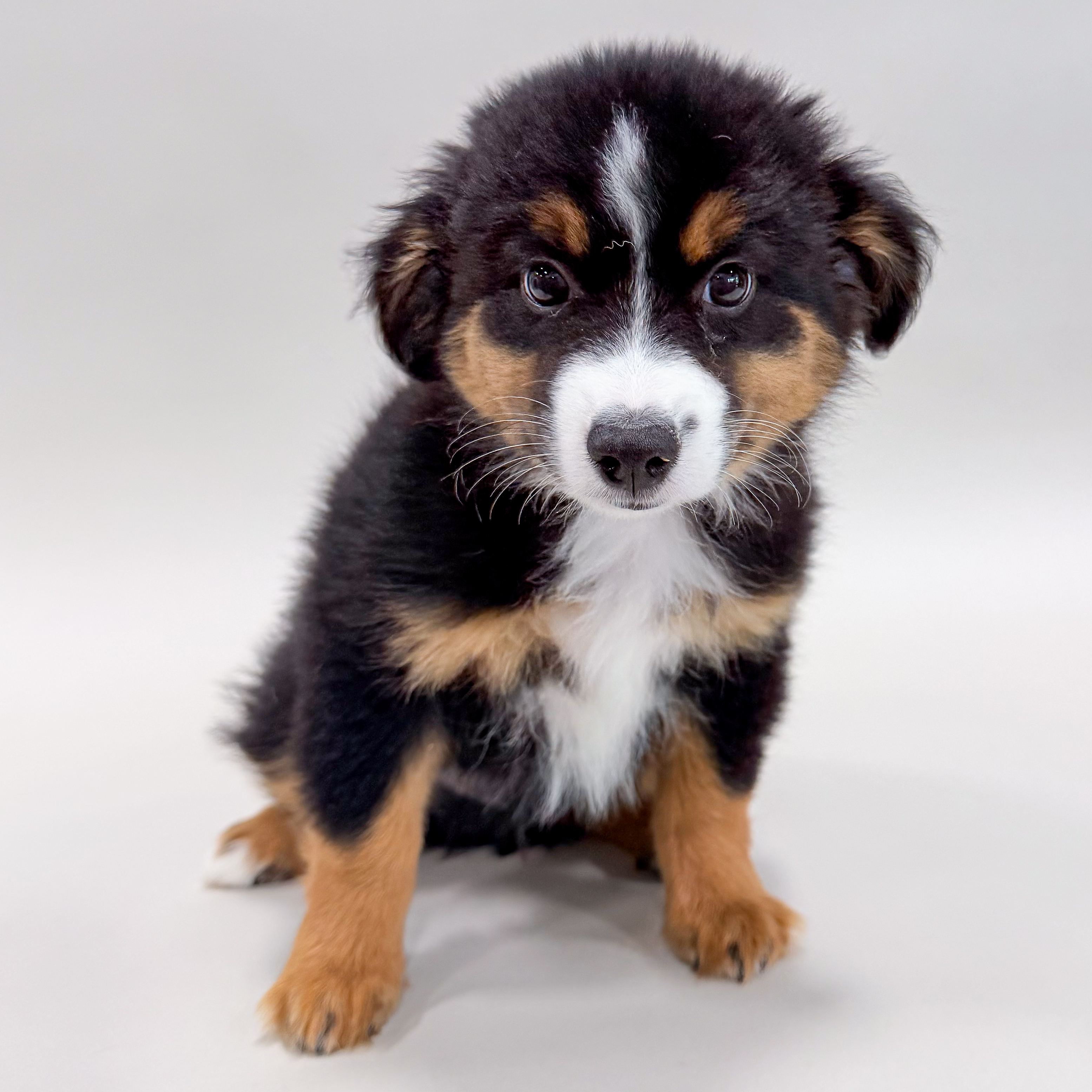 Pepper the Toy Australian Shepherd puppy