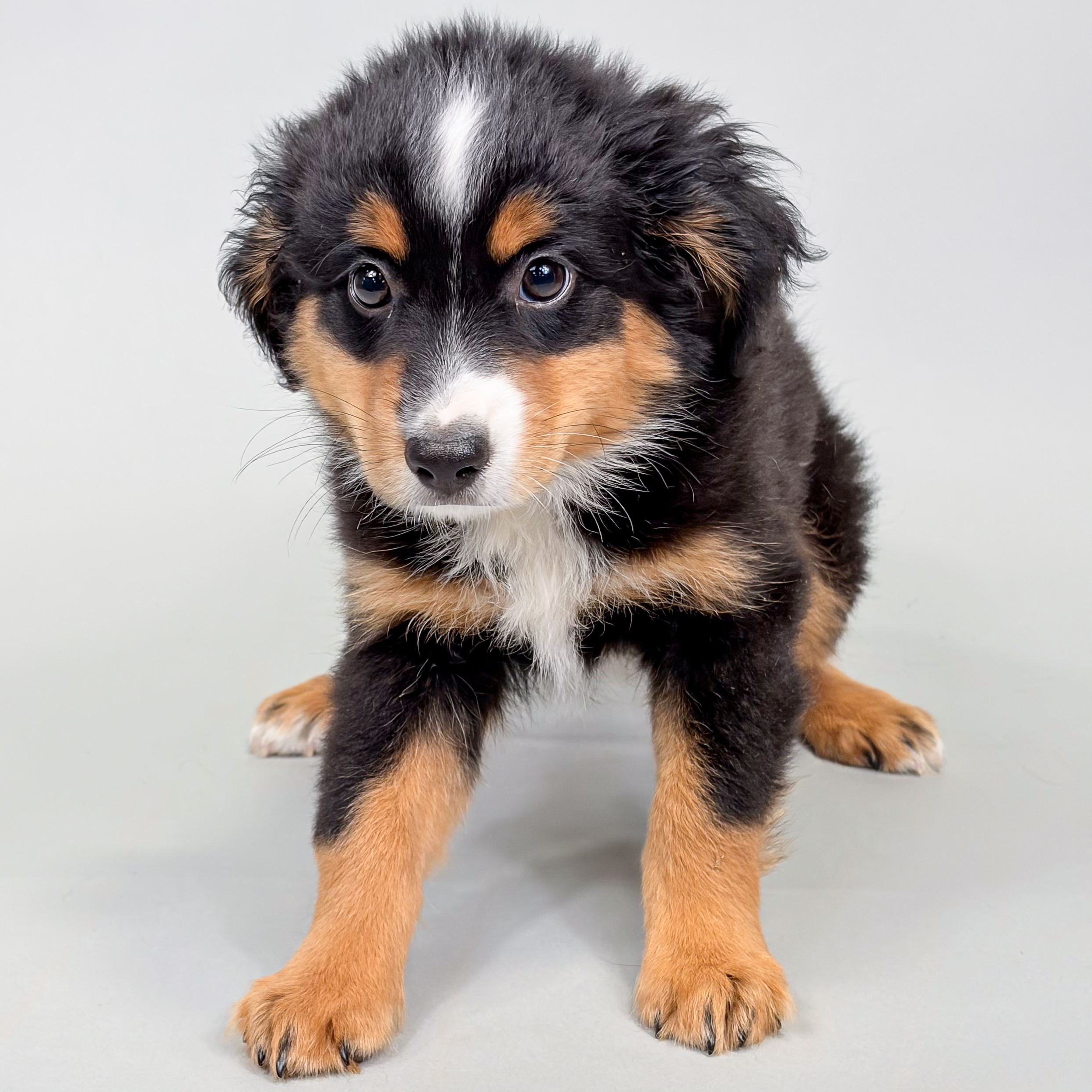 Hawkeye the Mini Australian Shepherd puppy