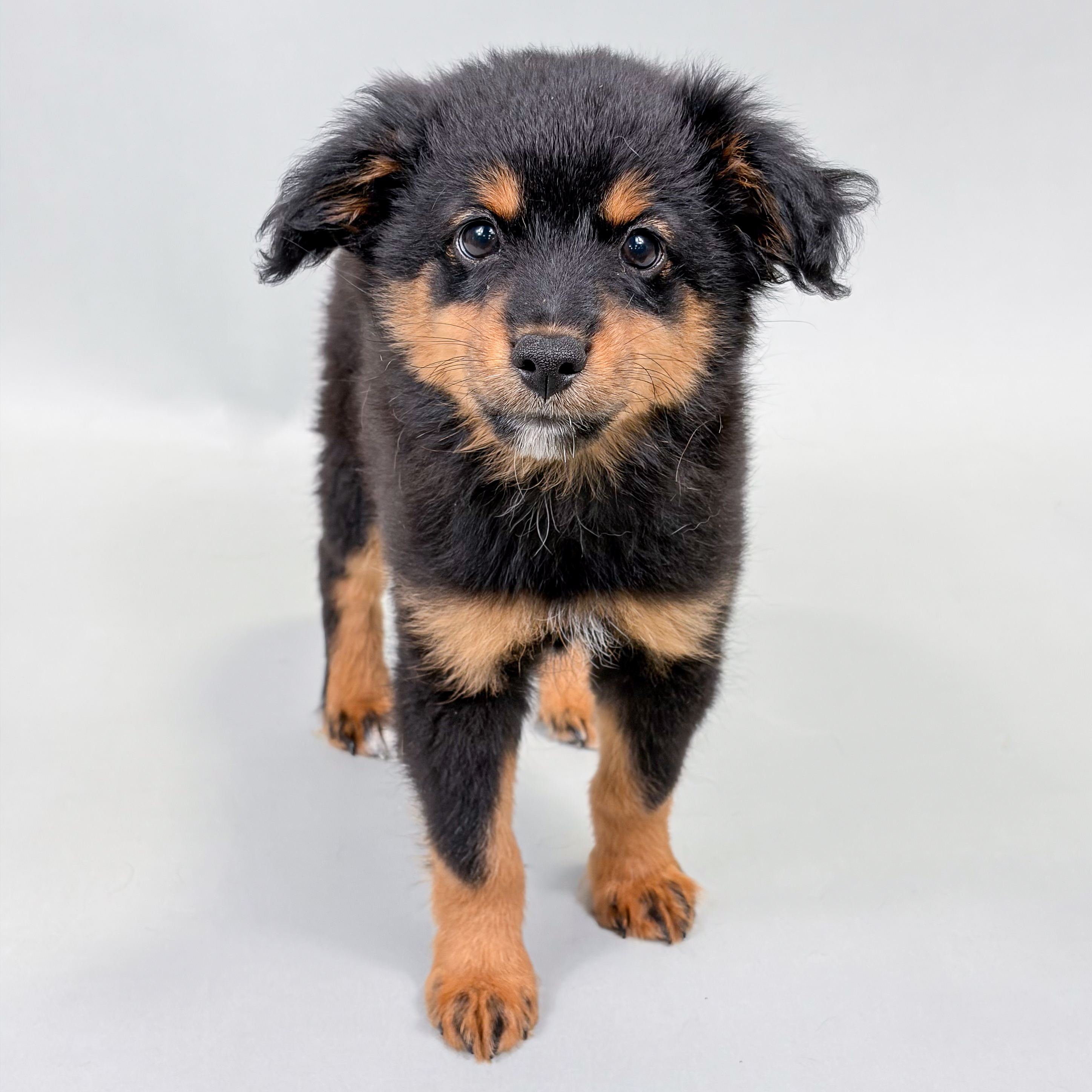 Maui the Toy Australian Shepherd puppy