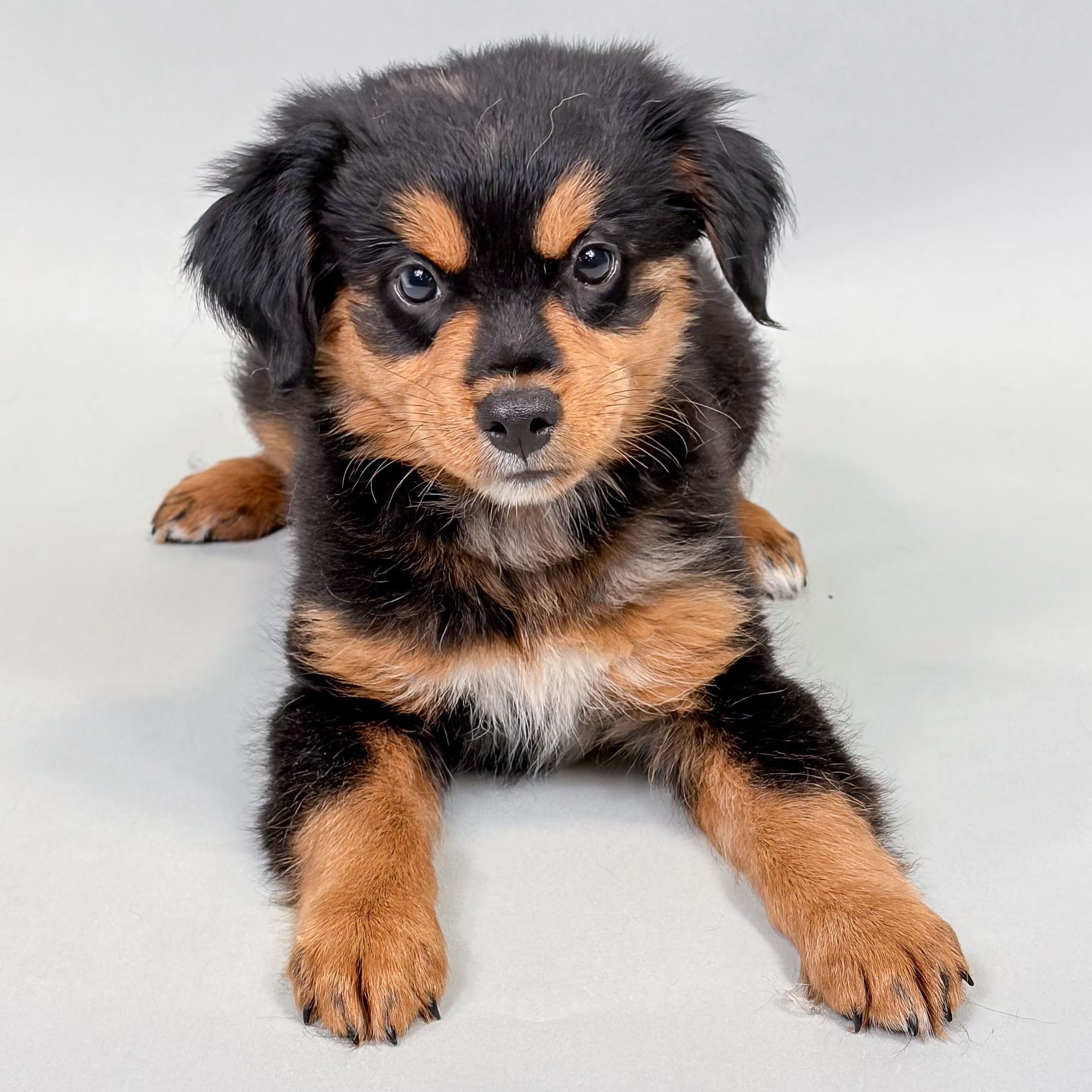 Franklin the Toy Australian Shepherd puppy