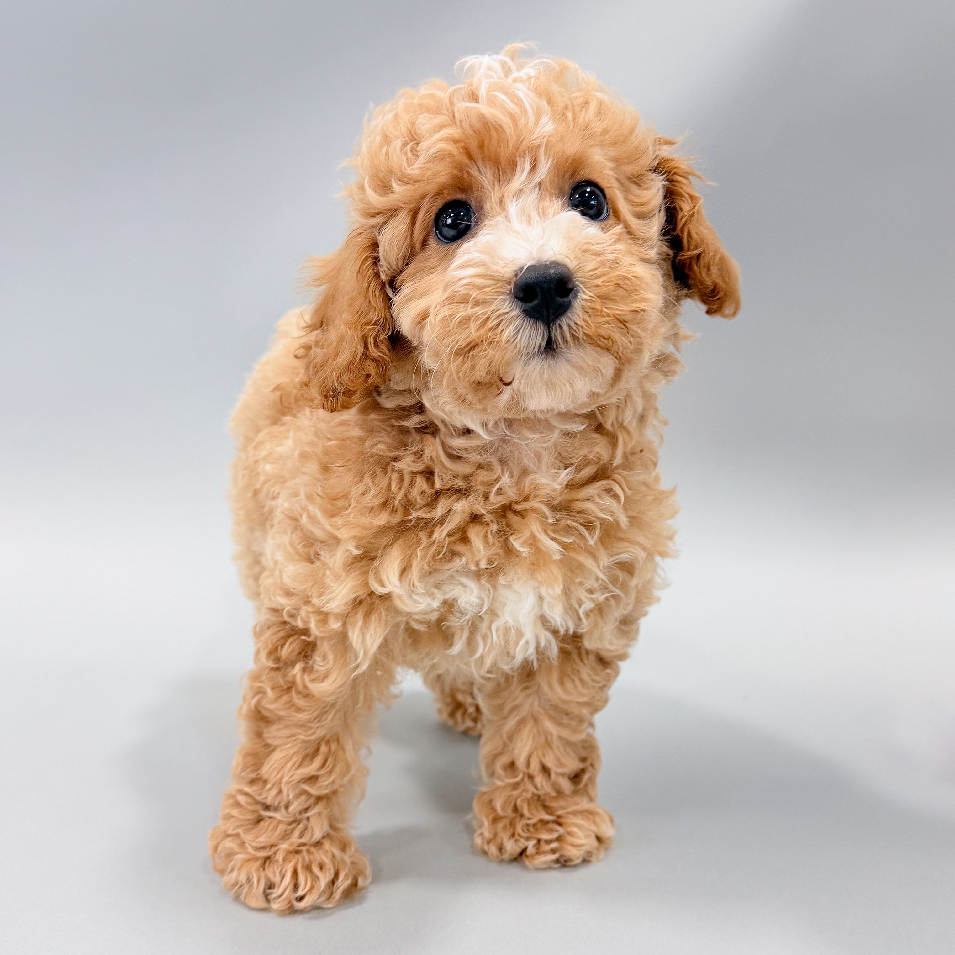 Flash the Toy Poodle puppy