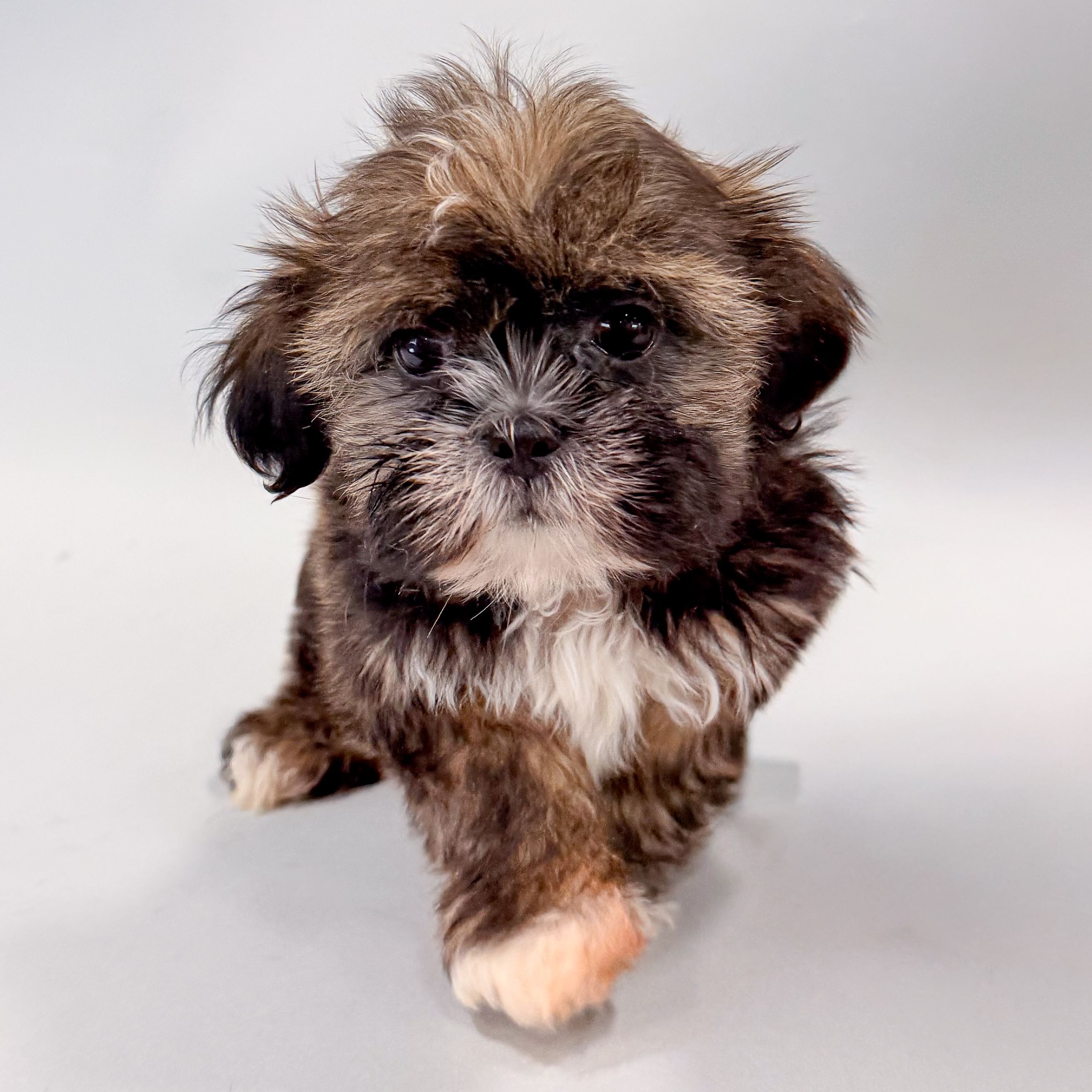 Pogo the Shih Tzu puppy