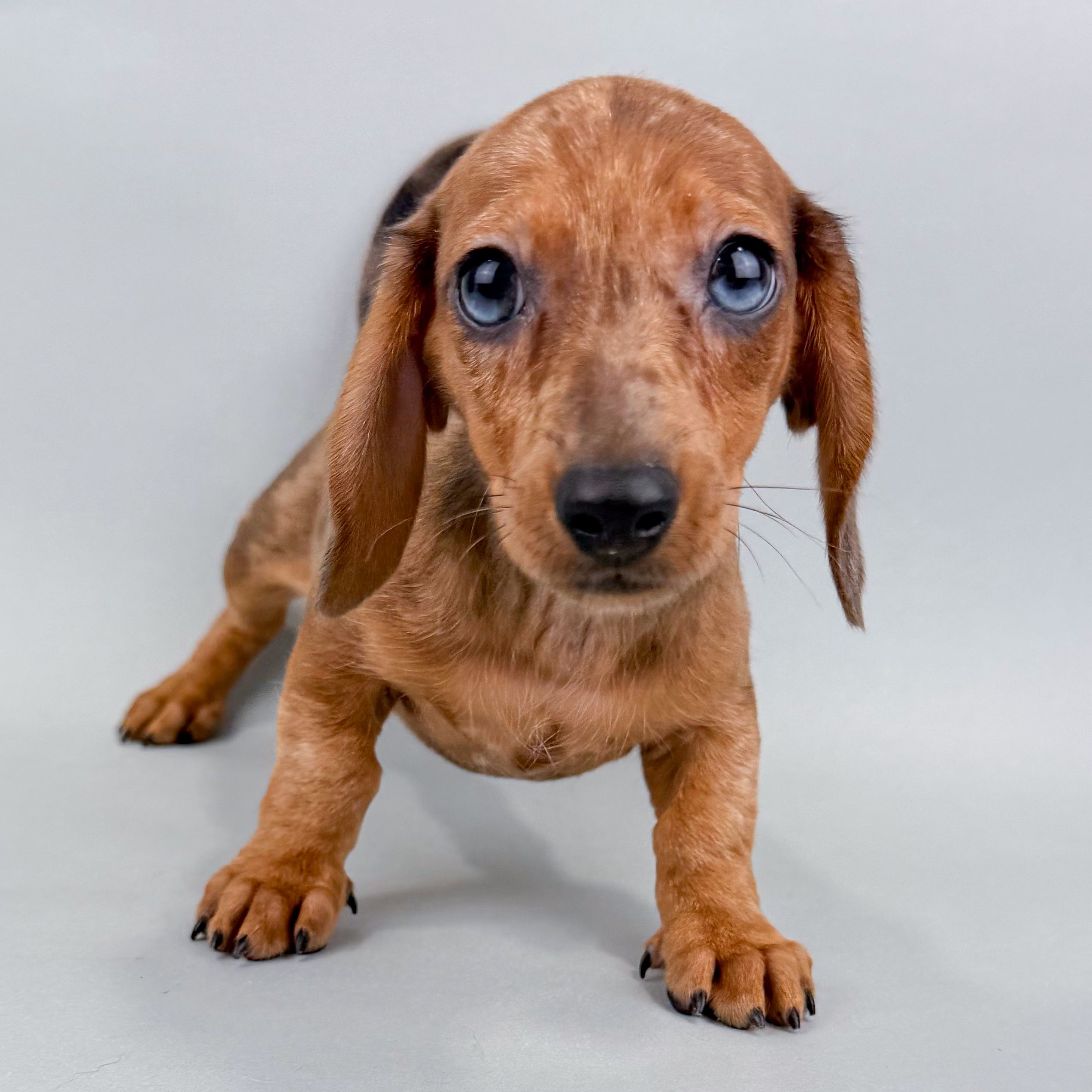 Conrad the Mini Dachshund puppy