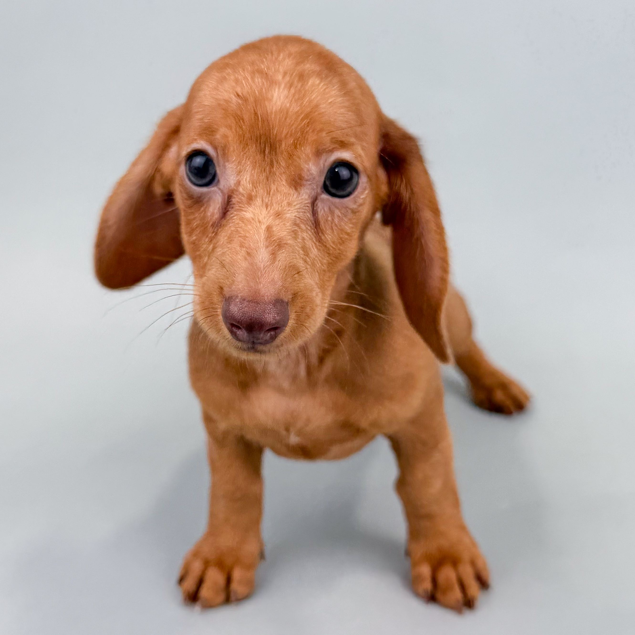 Bianca the Mini Dachshund puppy