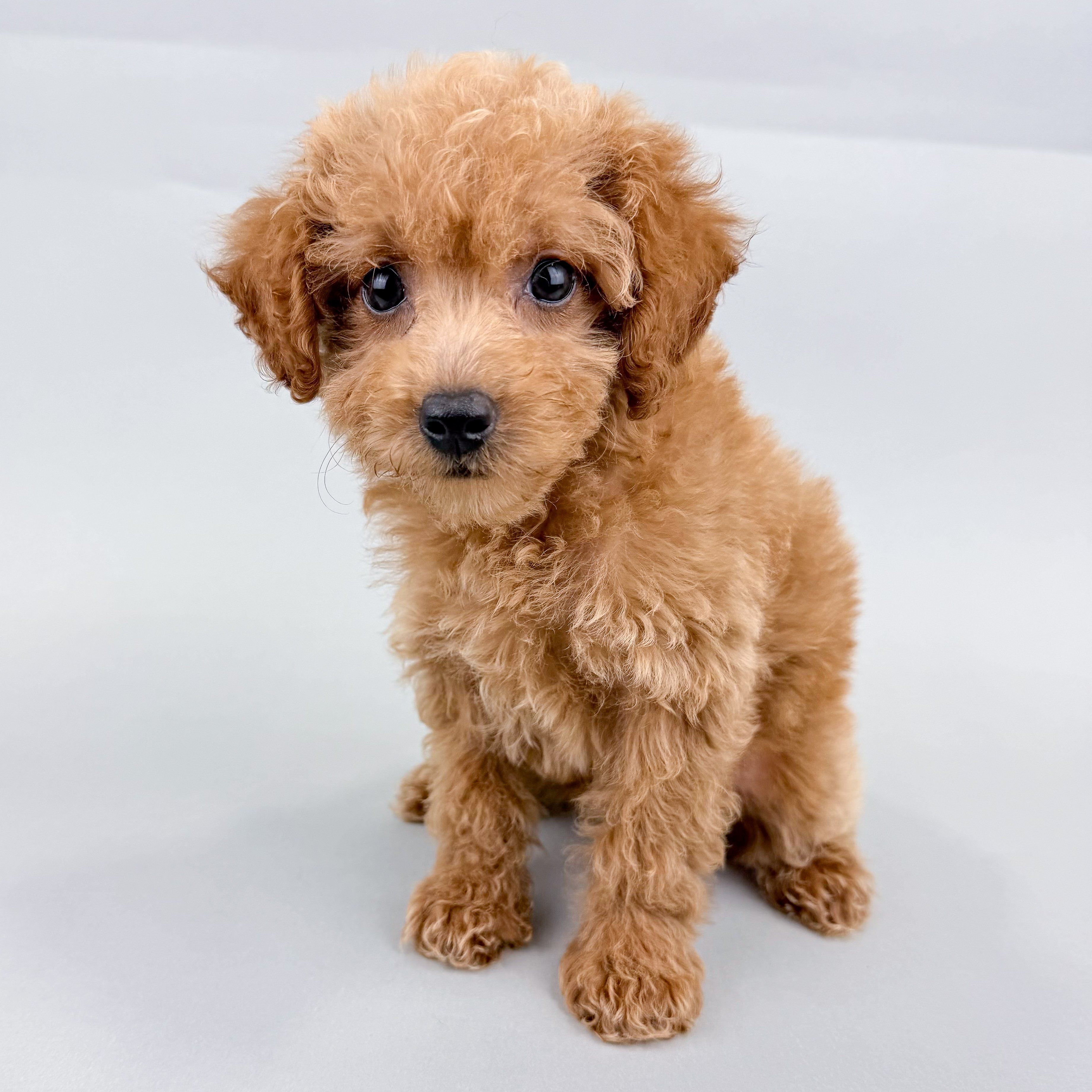 Kiki the Toy Poodle puppy