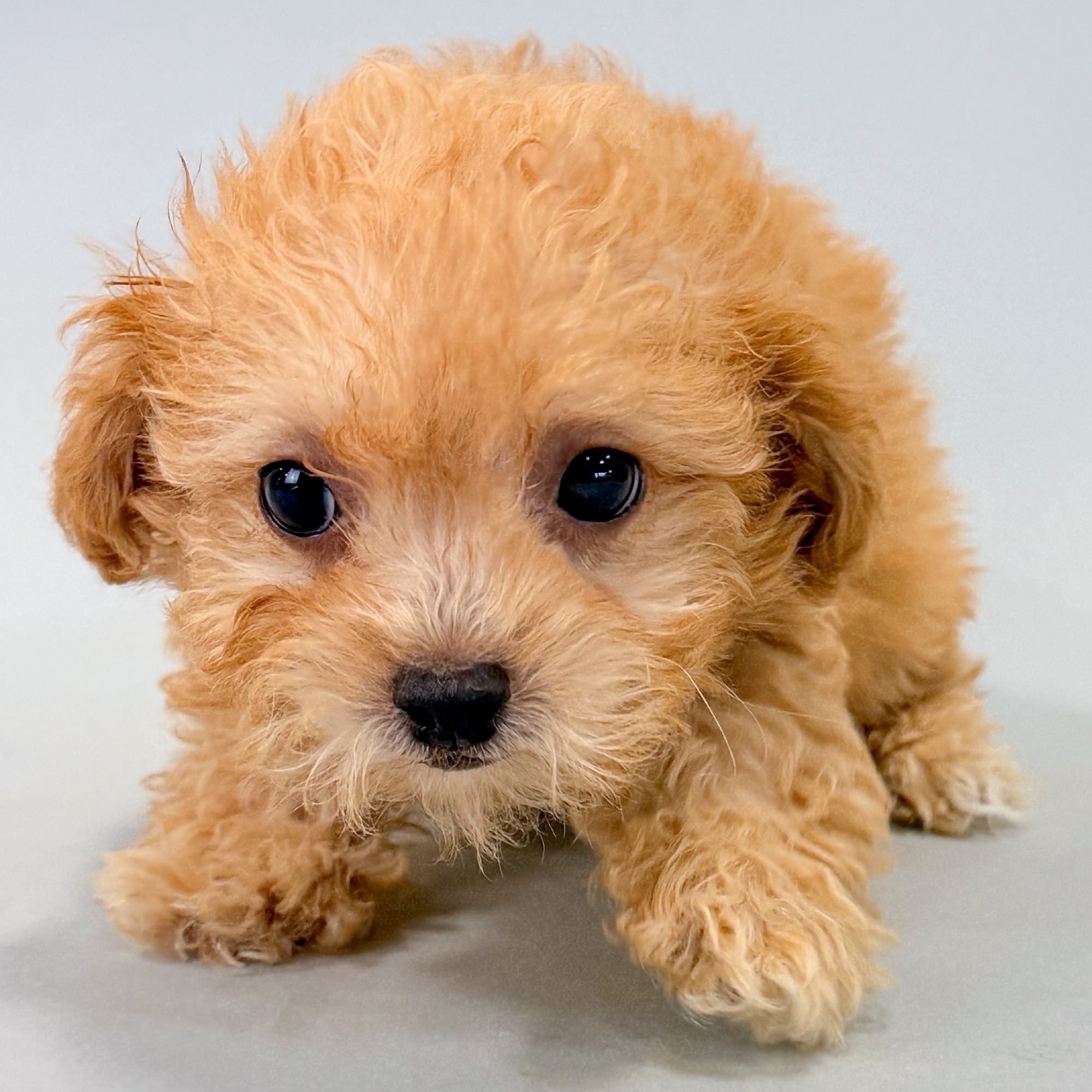 Rivka the Maltipoo puppy