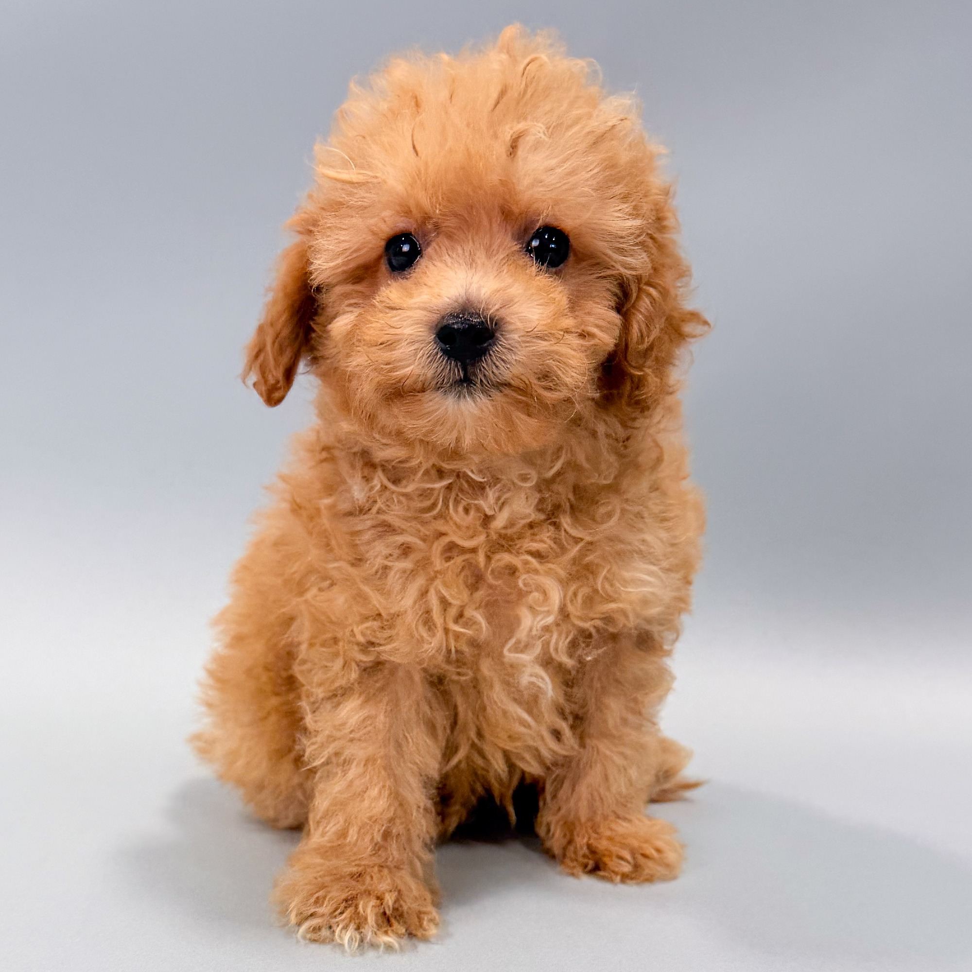 Kylo the Mini Schnoodle puppy