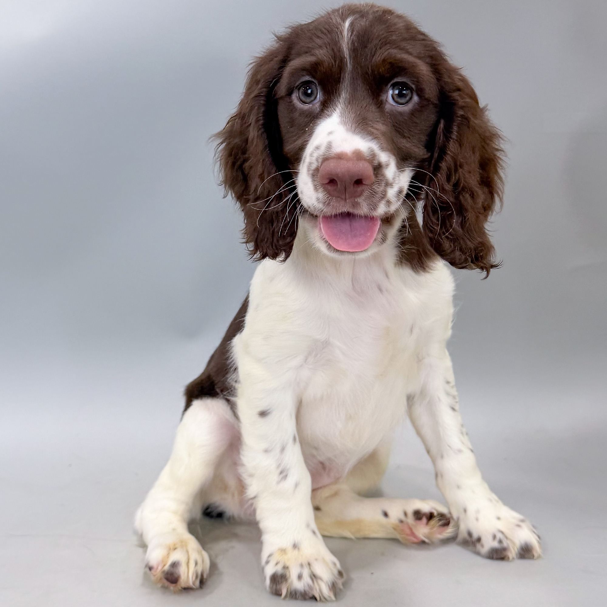 Nori the English Springer Spaniel puppy