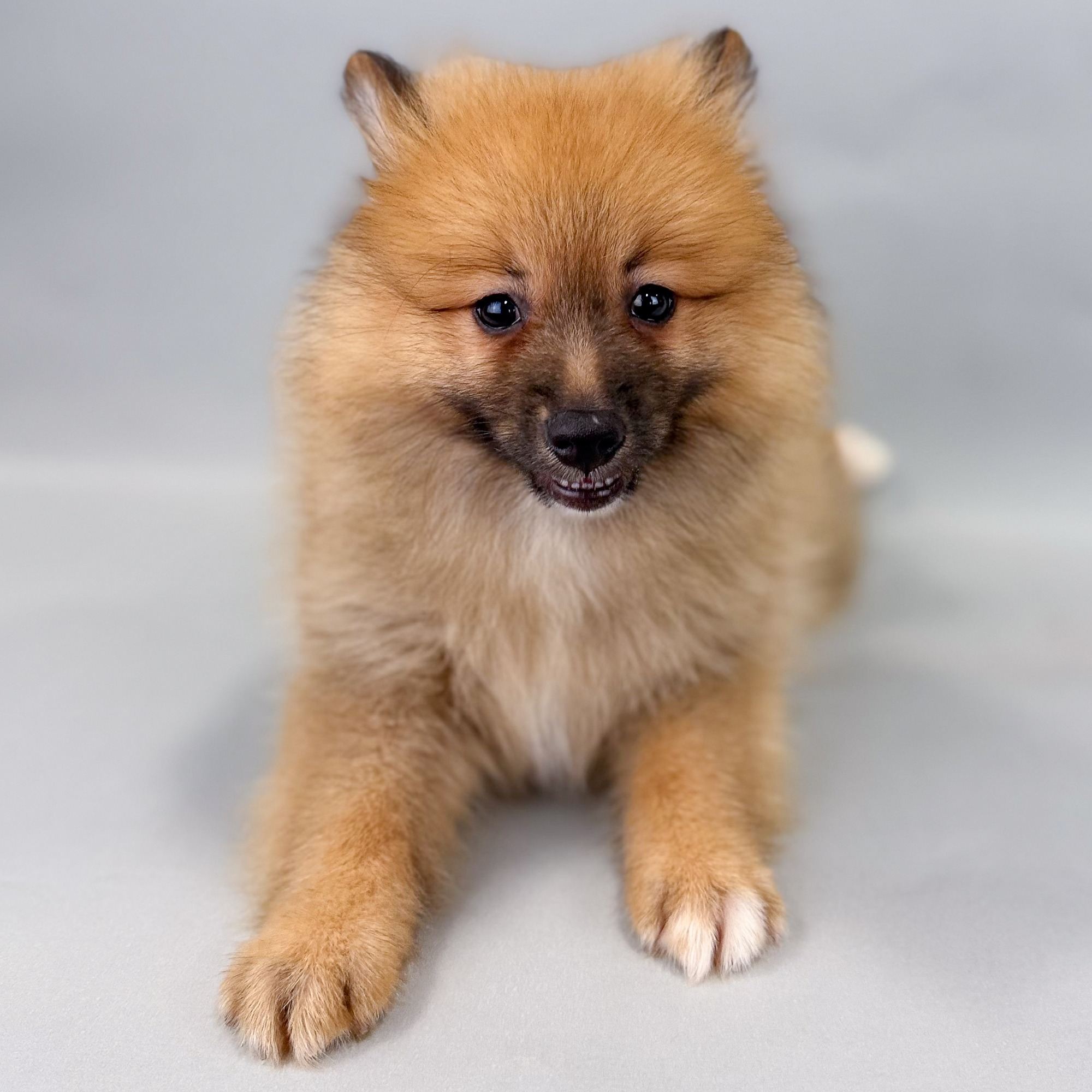 Meyer the Pomeranian puppy